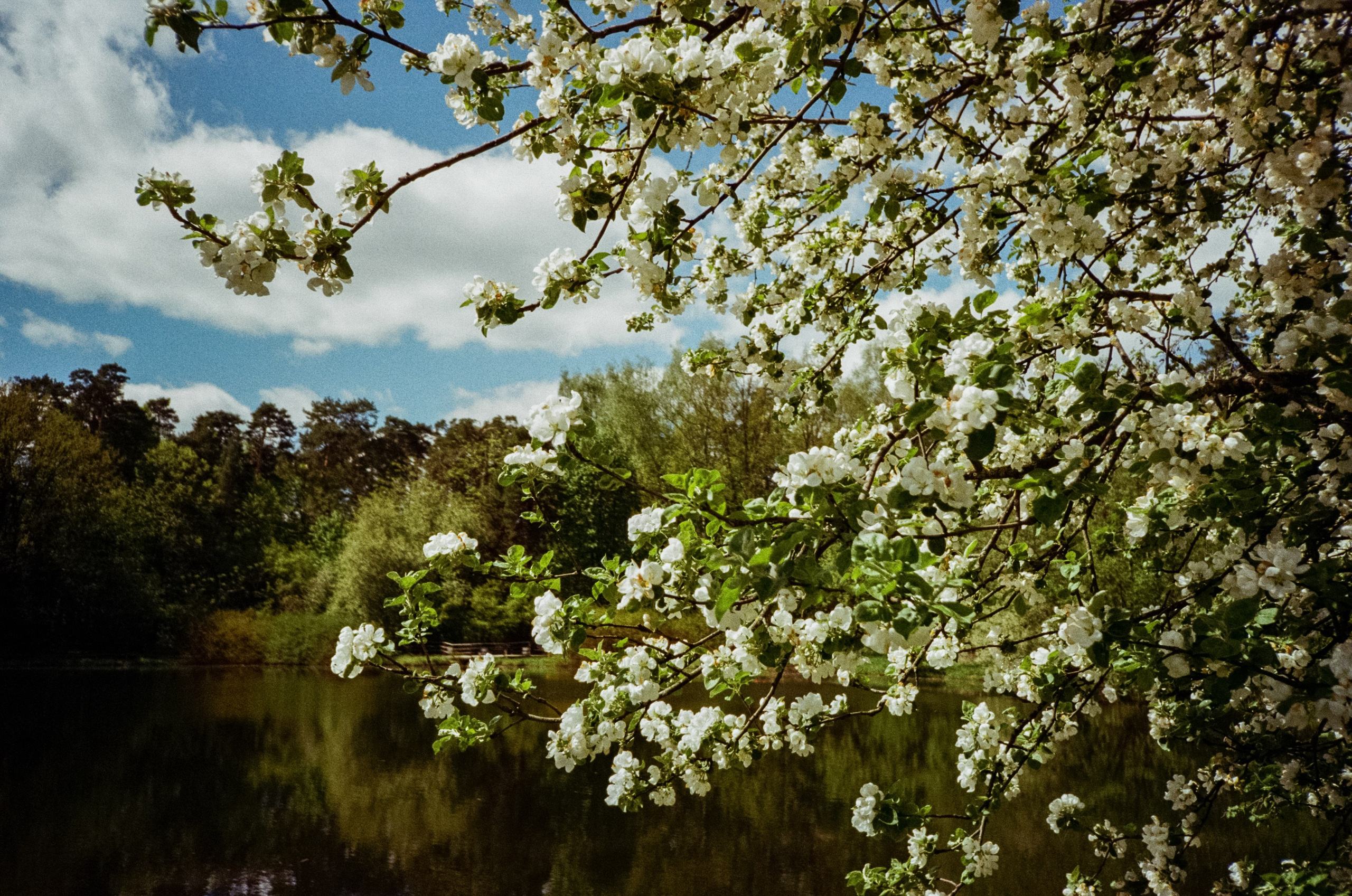 Ricoh R1 | Kodak ProImage 100 | 6 мая 2025 года СерБор