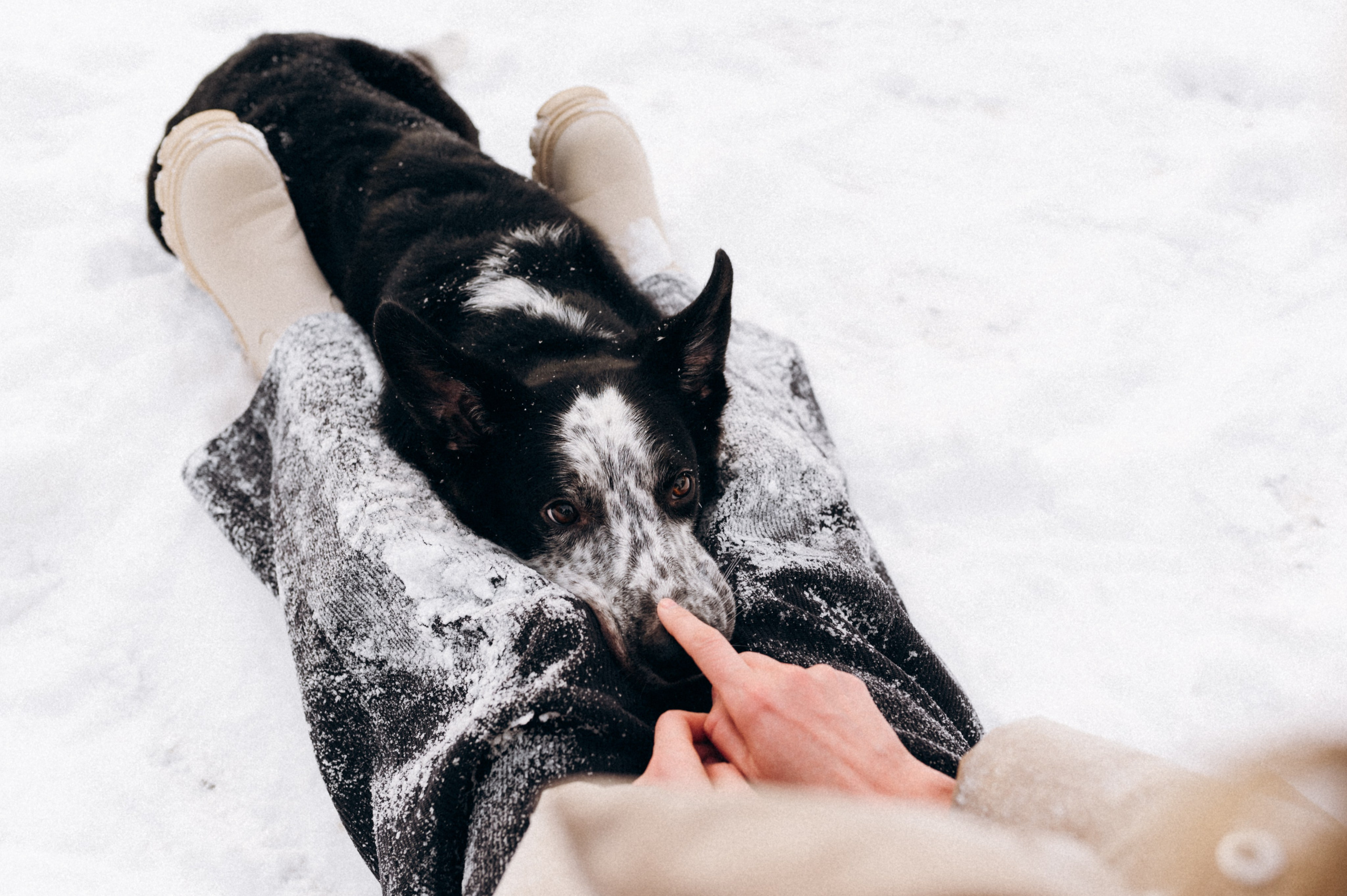 Аня и Милан. Фотограф анималист в Москве Ольга Агушева