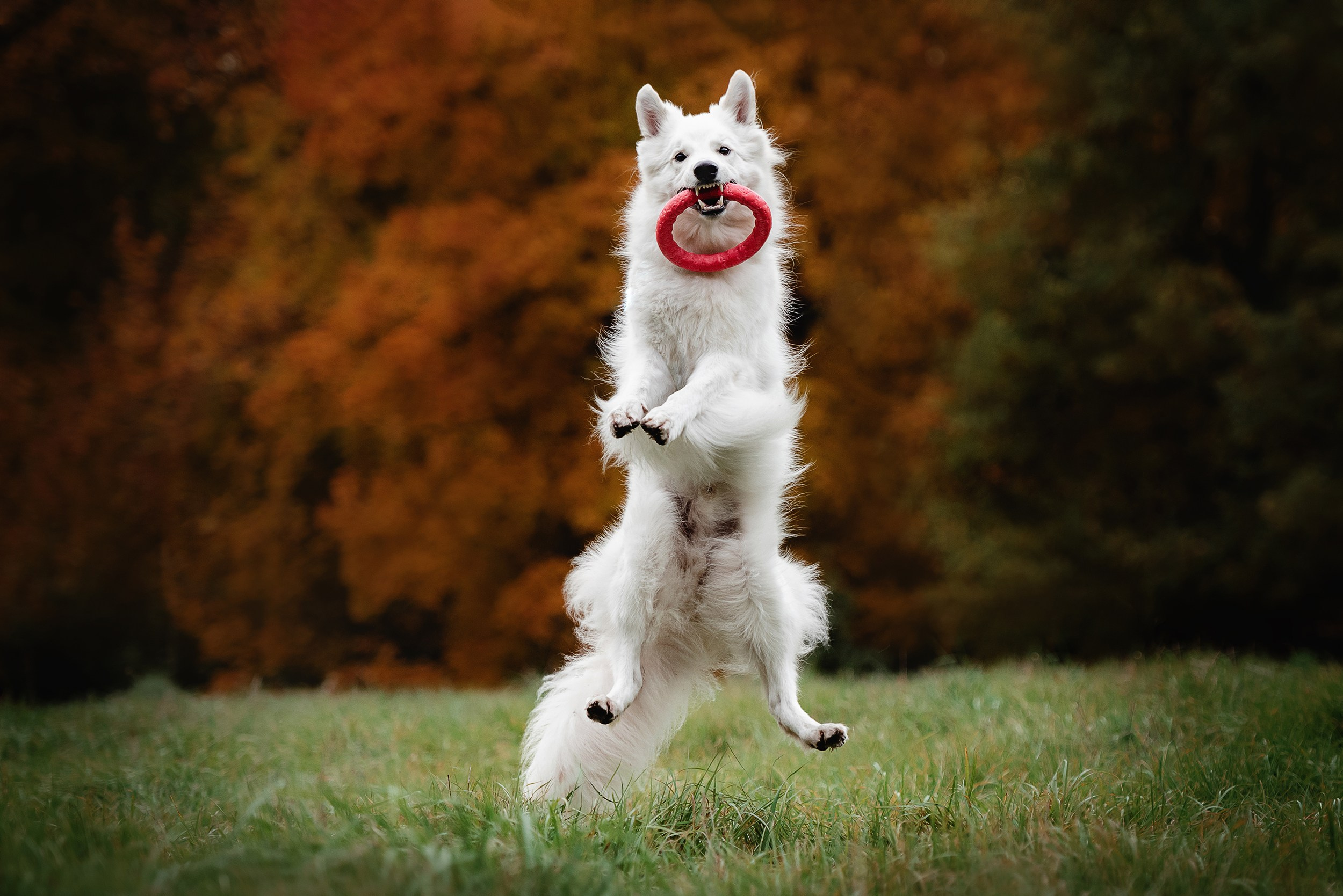 Катя и Джек. Семейный Фотограф в Москве Ирина Хохлова