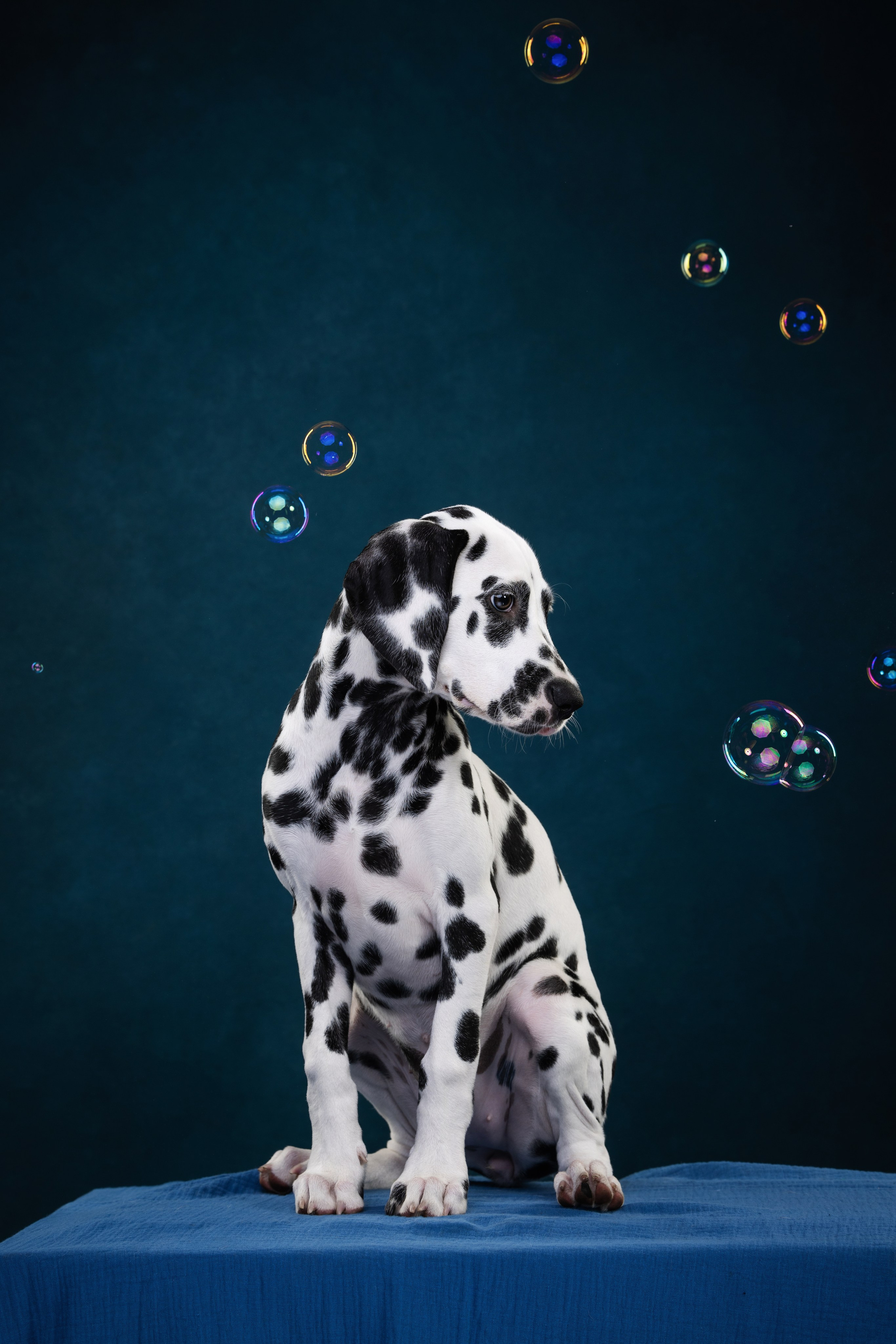 Далматин Одри. Фотограф анималист Осипчикова Мария