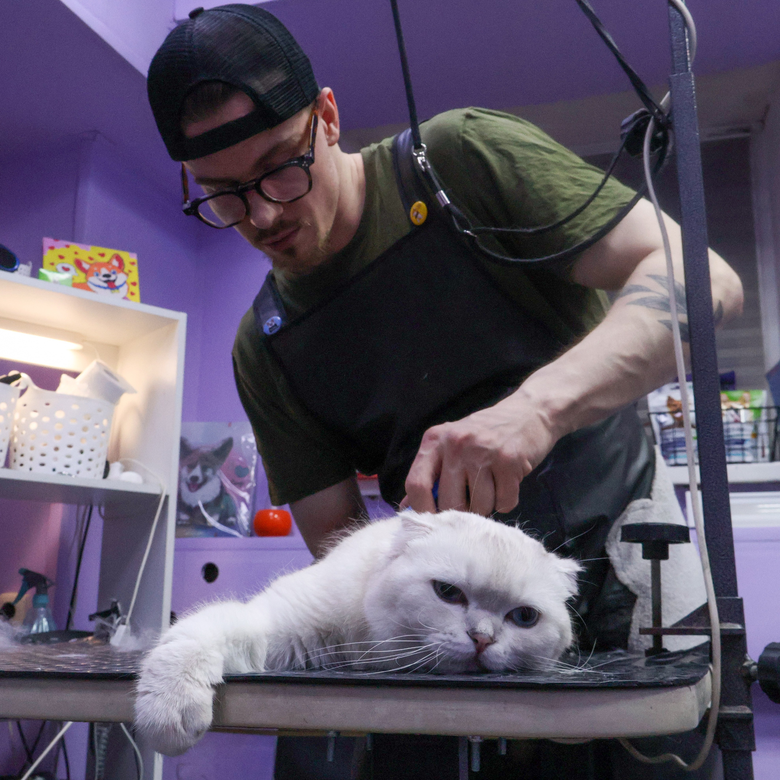 Усы, лапы, хвост. Фотограф ChelFedor