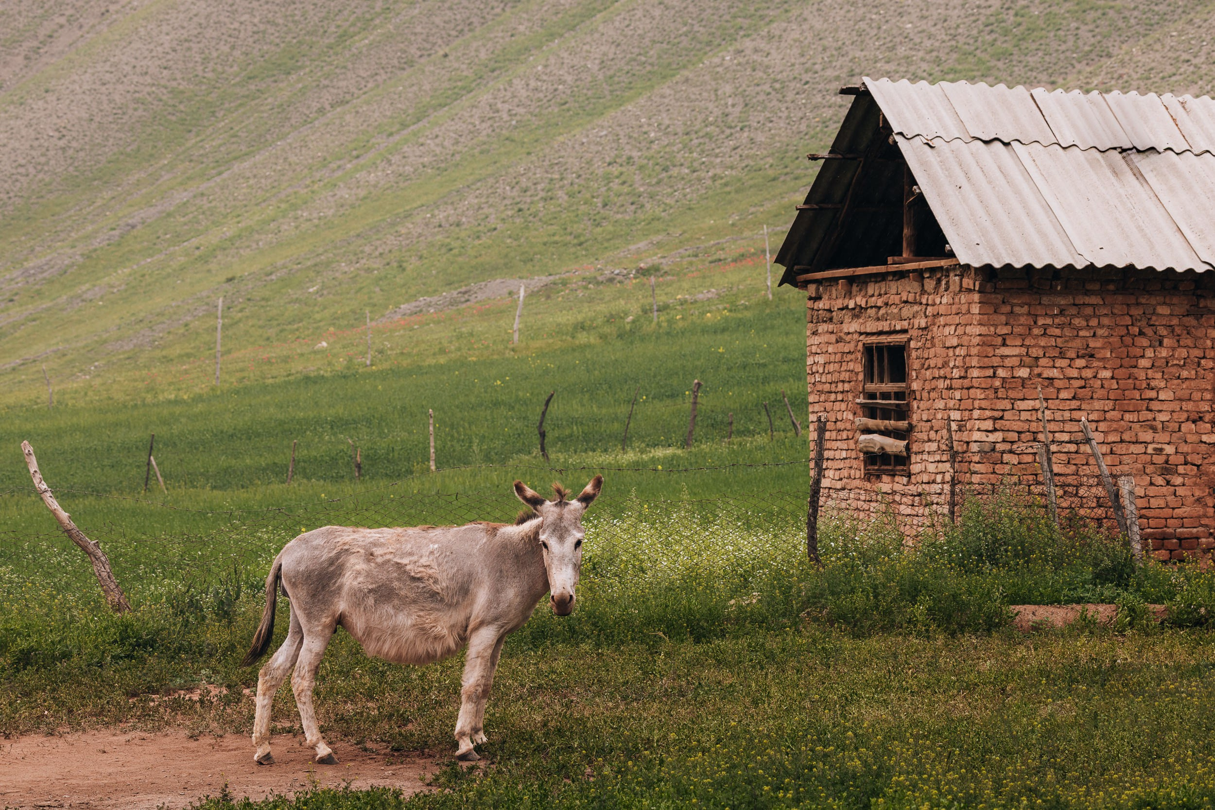 Кыргызстан. Елена Ивановой • Профессиональный фотограф