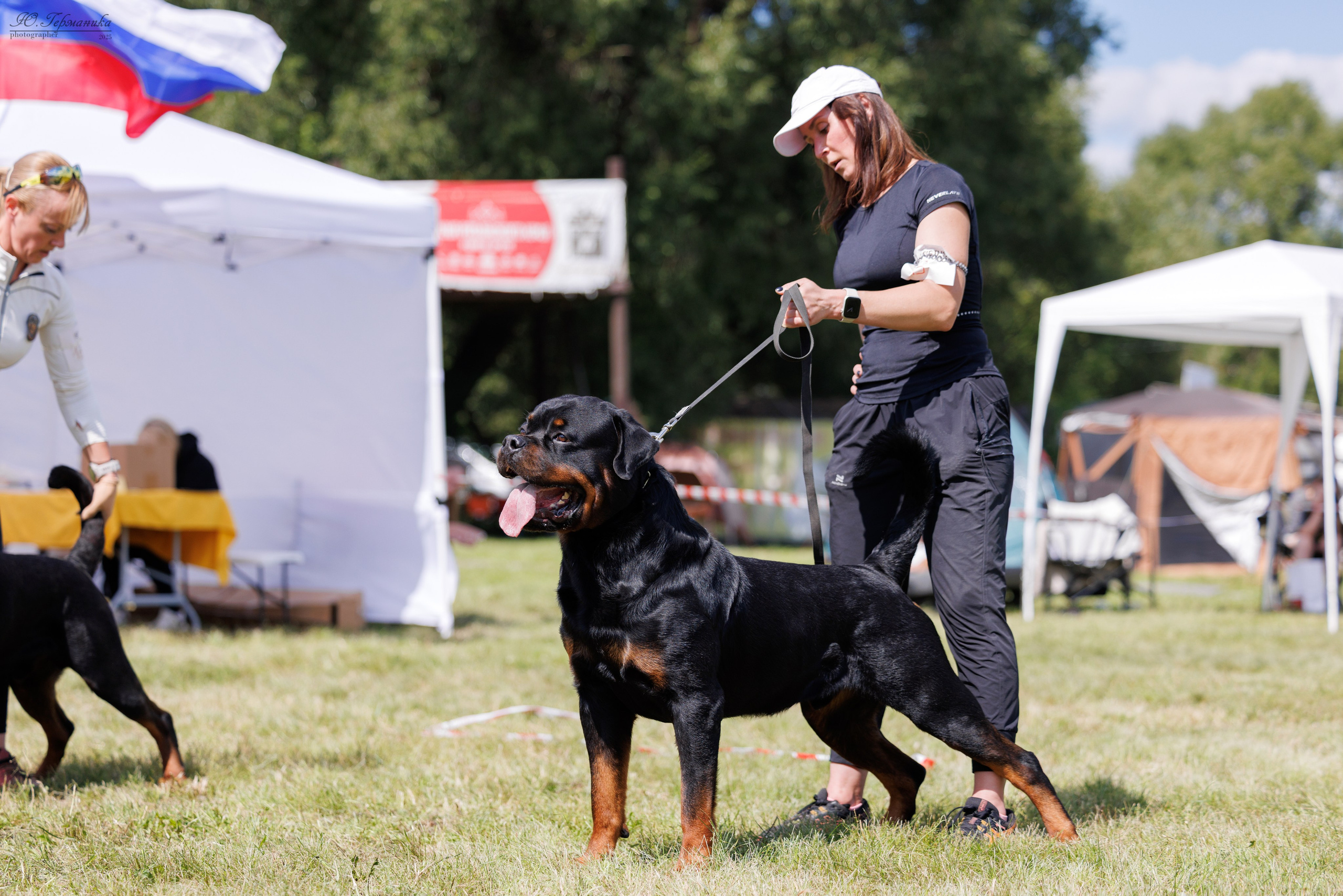 Рязань 2хмоно ротвейлеры 16-17.08.2025. Фотограф-анималист Юлия Германика
