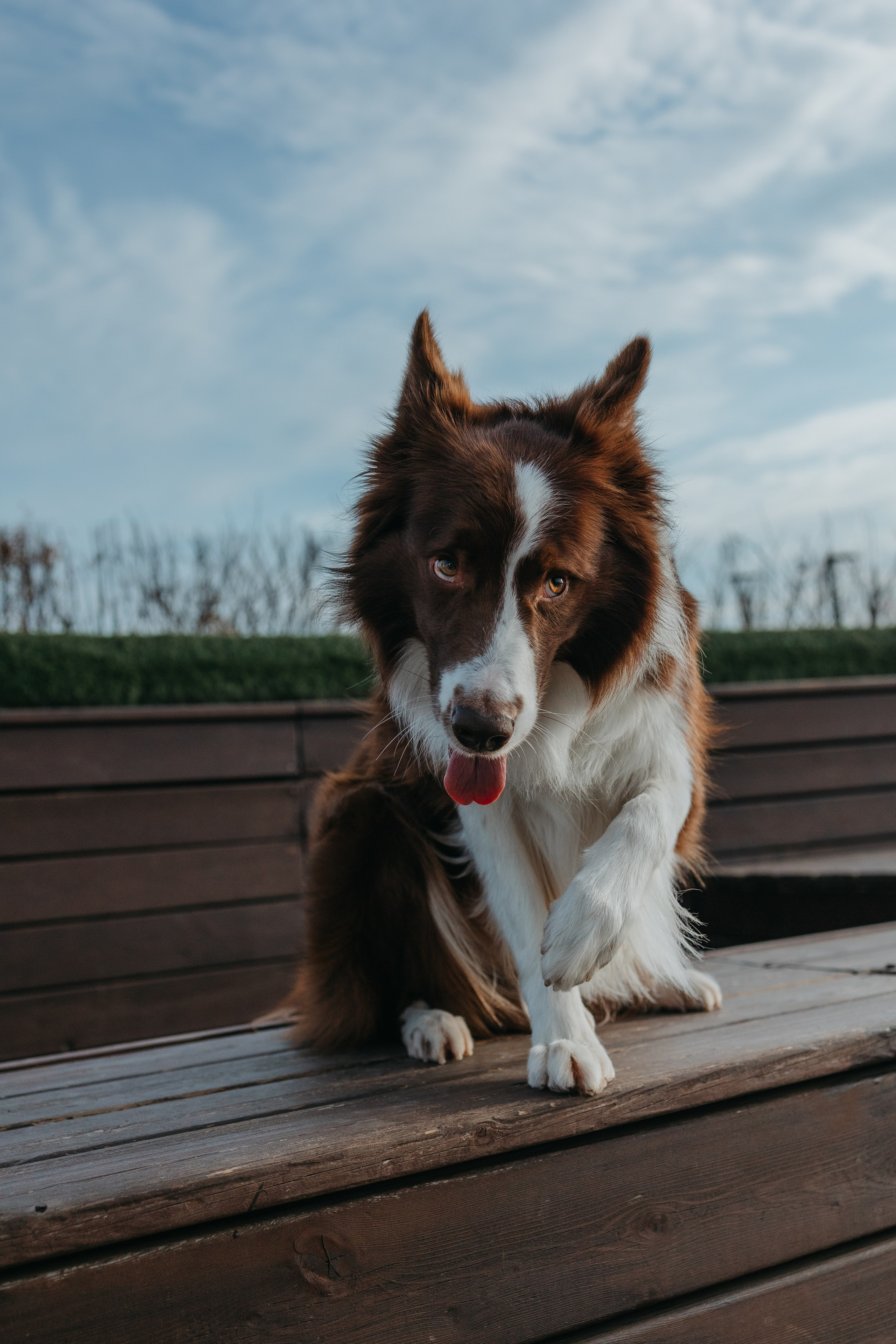Маша и Тори. Фотограф — анималист Светлана Кысса|фотограф собак в Краснодаре и Нижнем Новгороде
