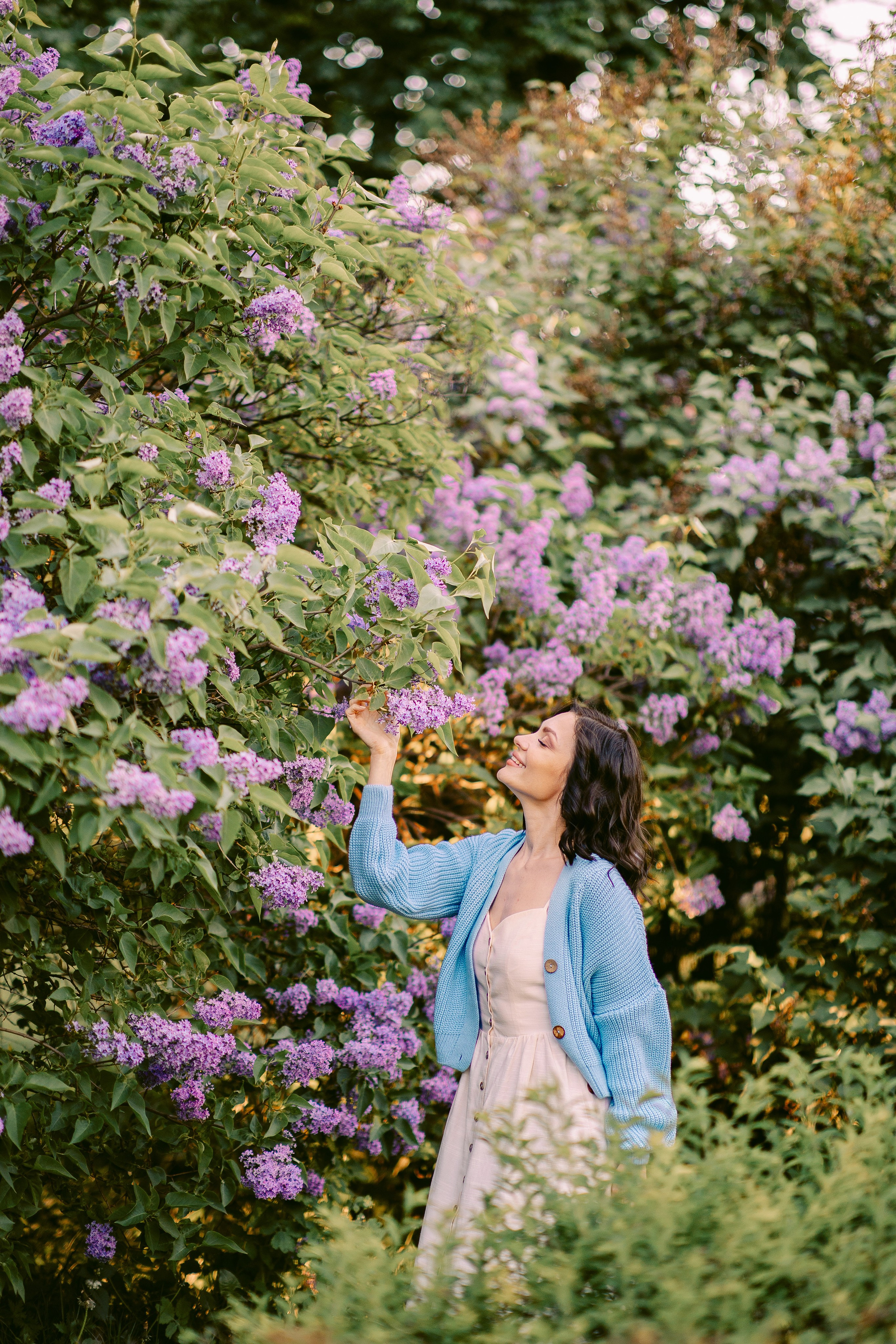 сирень в парке 