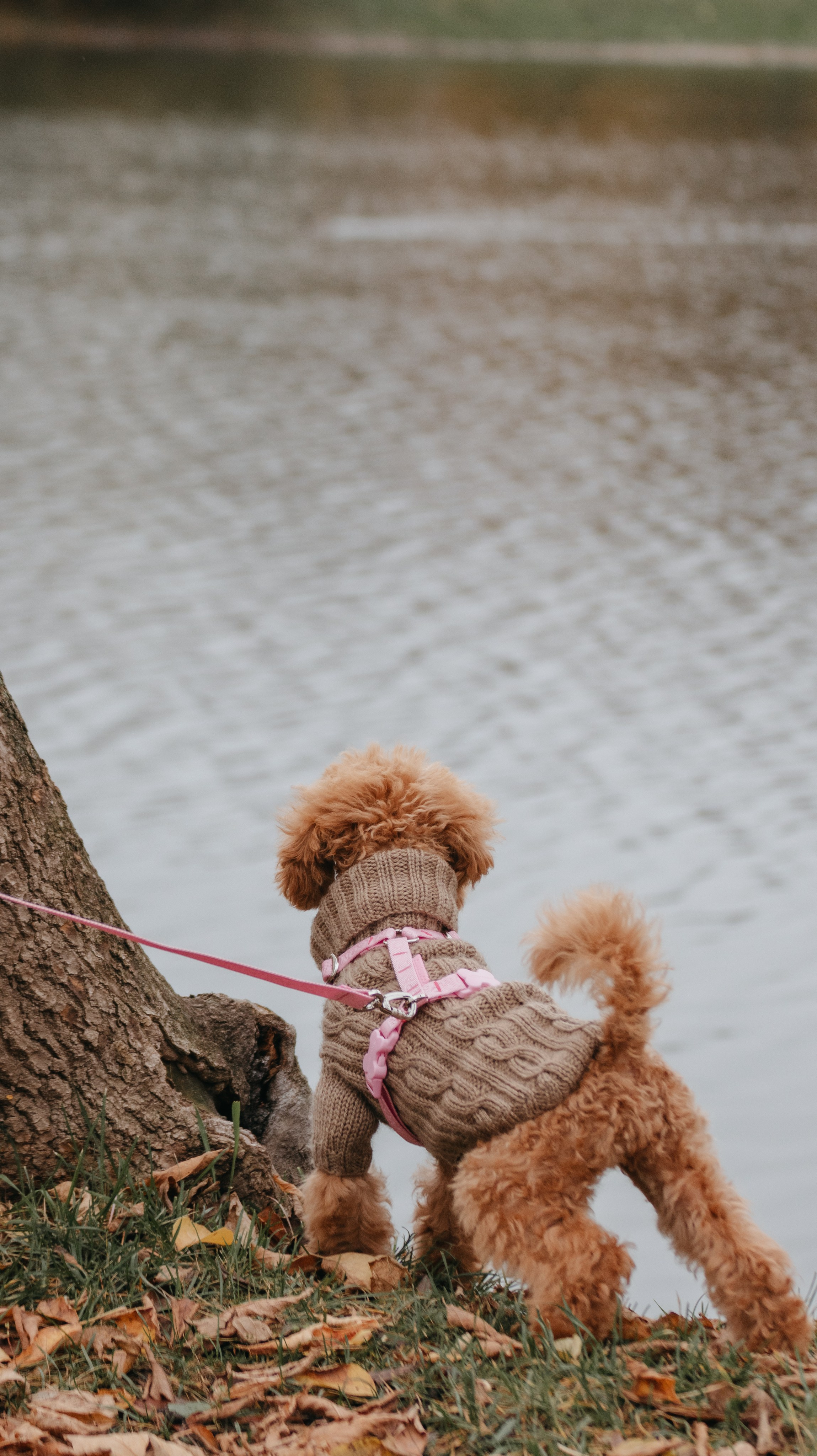 Прогулка с Анастасией и Симоной. Стас Соболь, фотограф анималист, репортажник, Москва