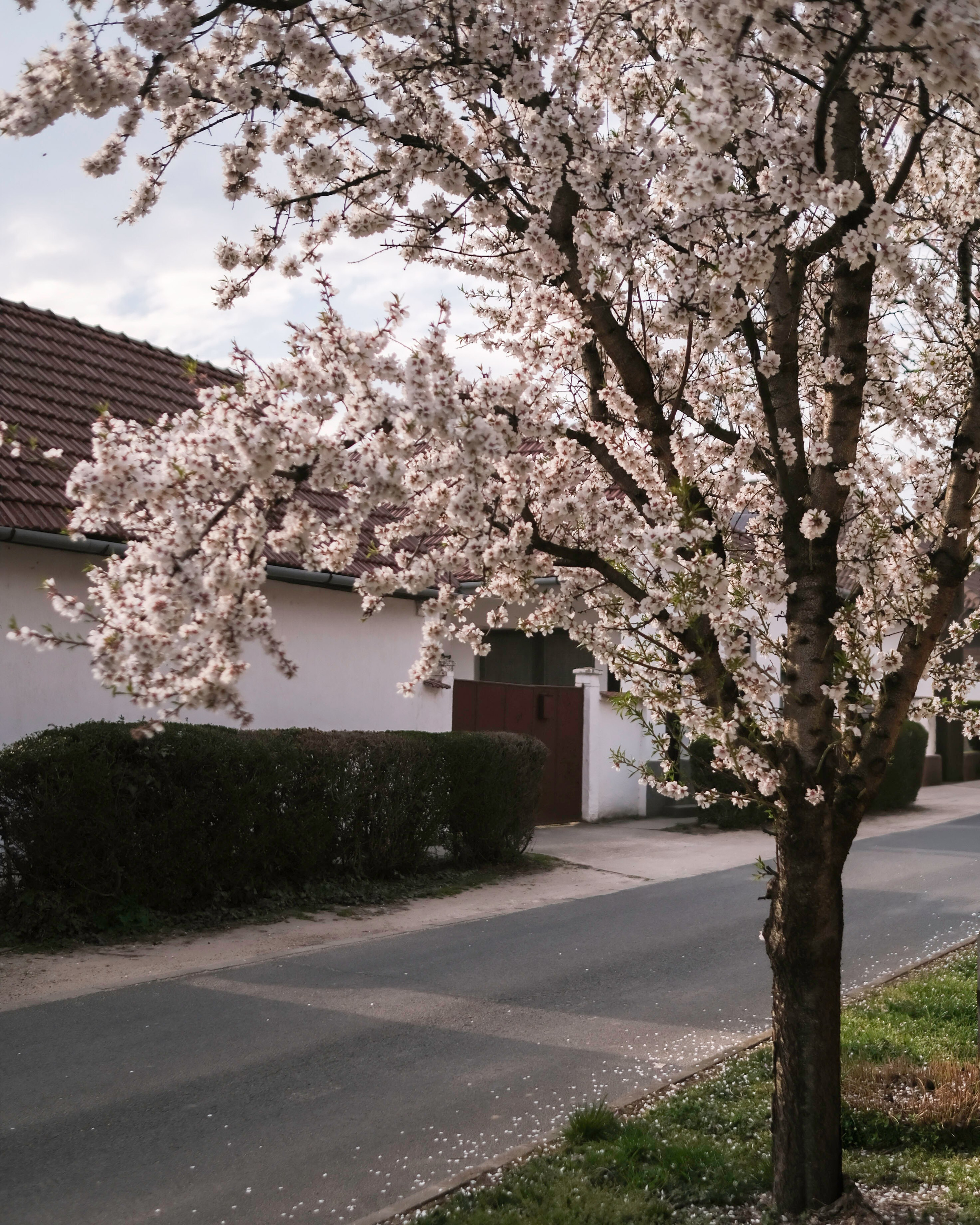 Elena. Blooming in Budapest. Portrait photographer Olga Prokopova based in Budapest
