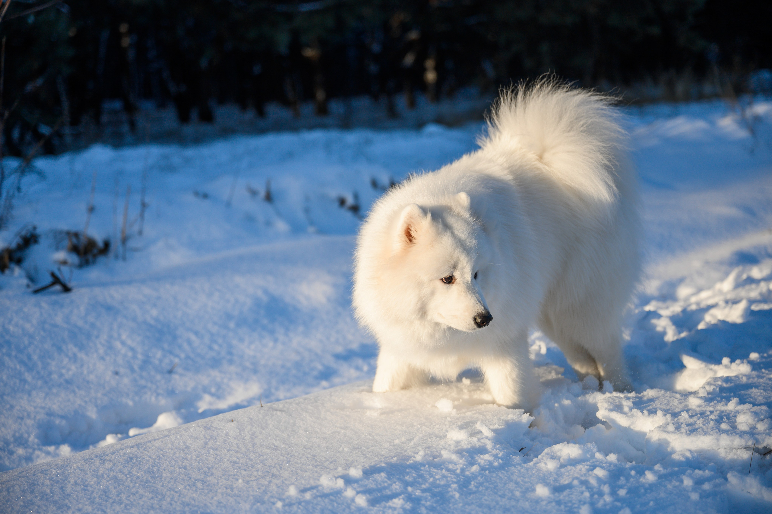 Самоед Тайфун. Bazarkom-photo.ru Фотограф Виктор Оськин в Старом Осколе