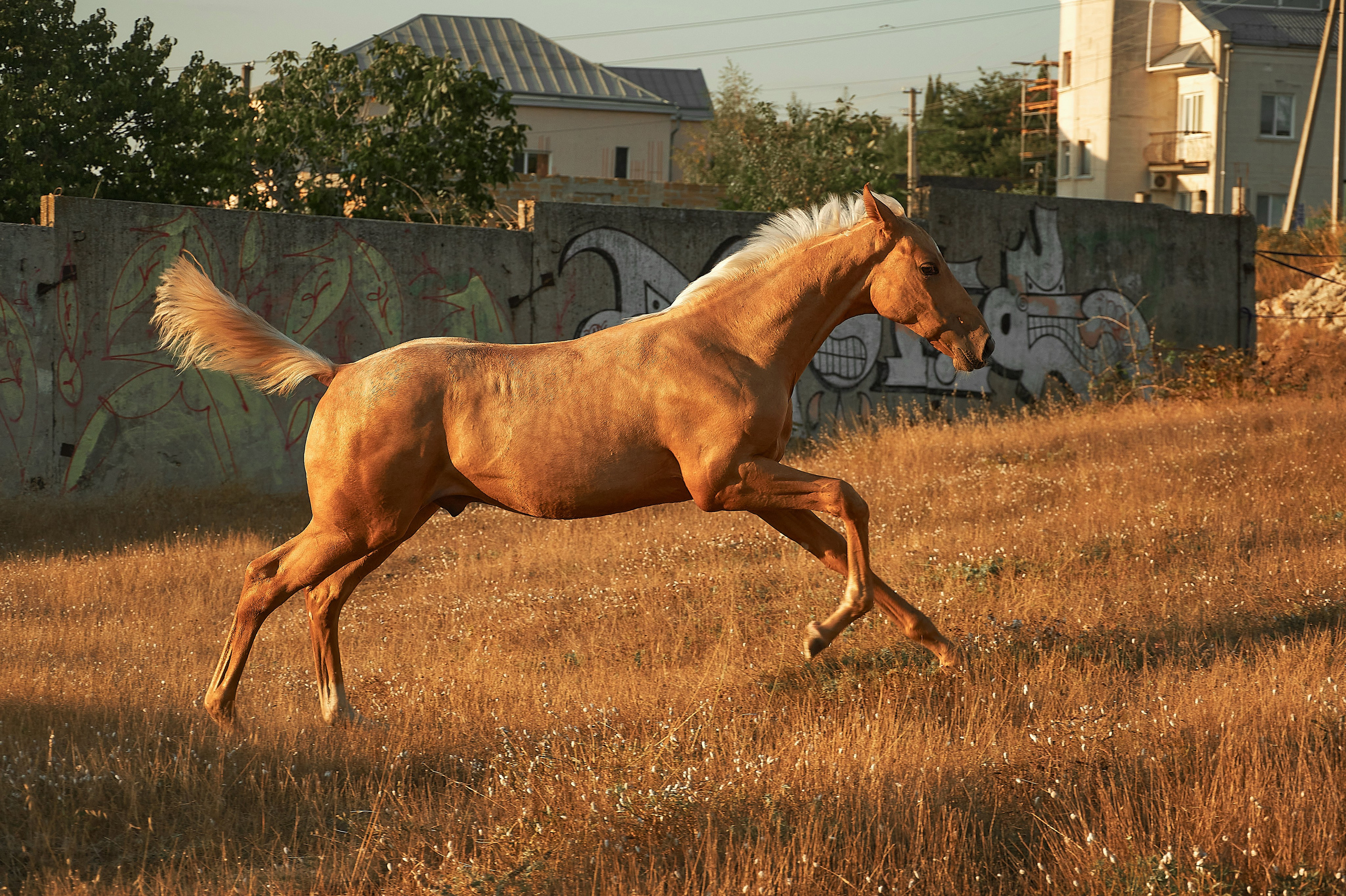 Чако-Эль. Фотограф в Севастополе