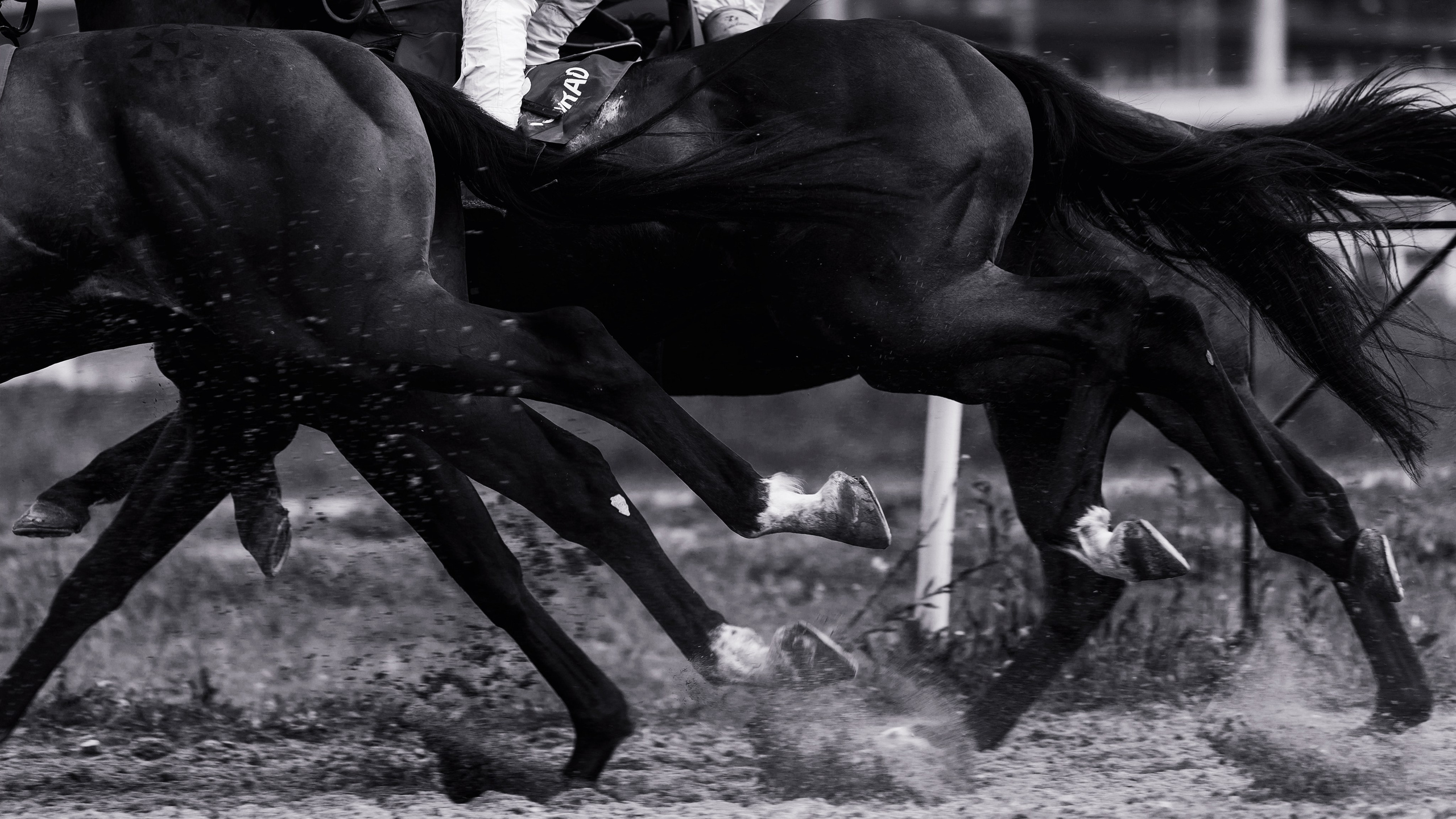 Конный фотограф Alesya Safe