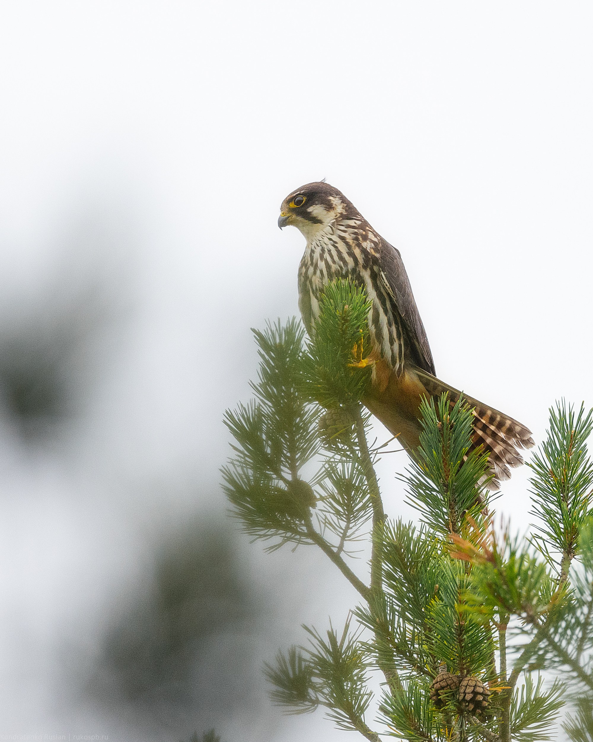 Чеглок. Архитектурный и пейзажный фотограф Кондратенко Руслан, Санкт-Петербург