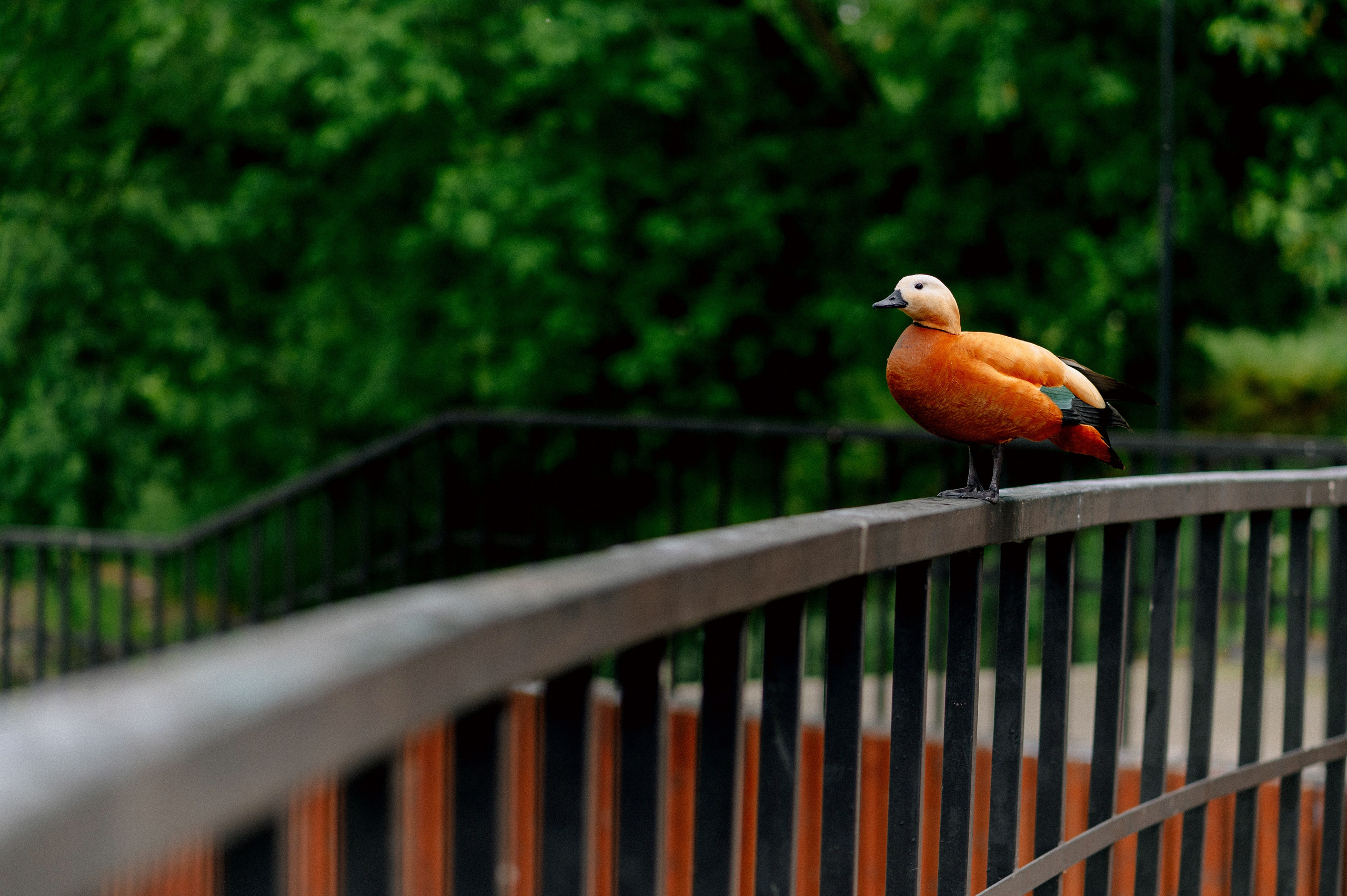 АНЯ и РОМА. Шашкова Вероника / Свадебный и семейный фотограф Москва и Ярославль