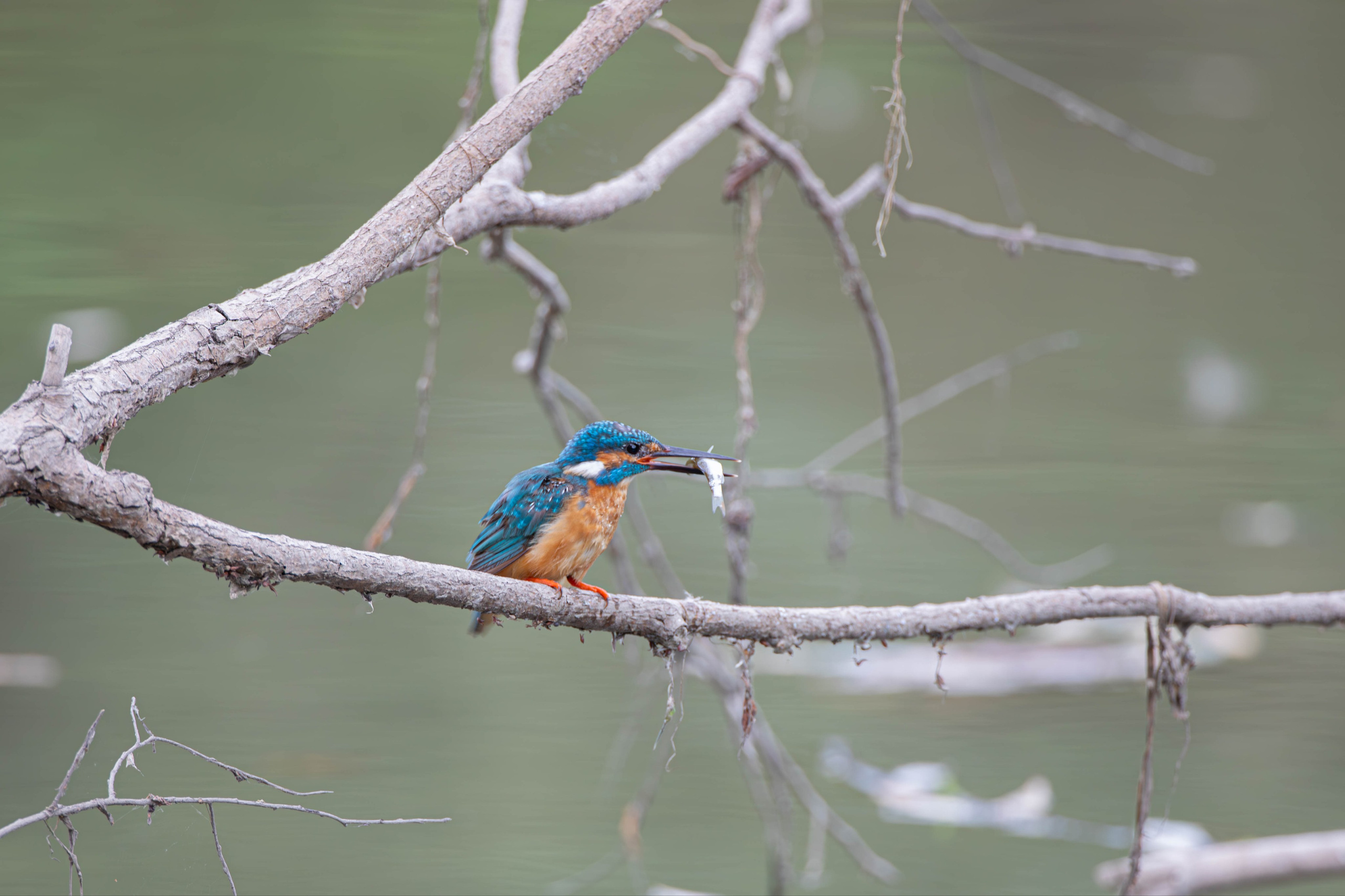 Зимородок, Дикая природа, Артем Федоров, Новосибирск, SPC HM