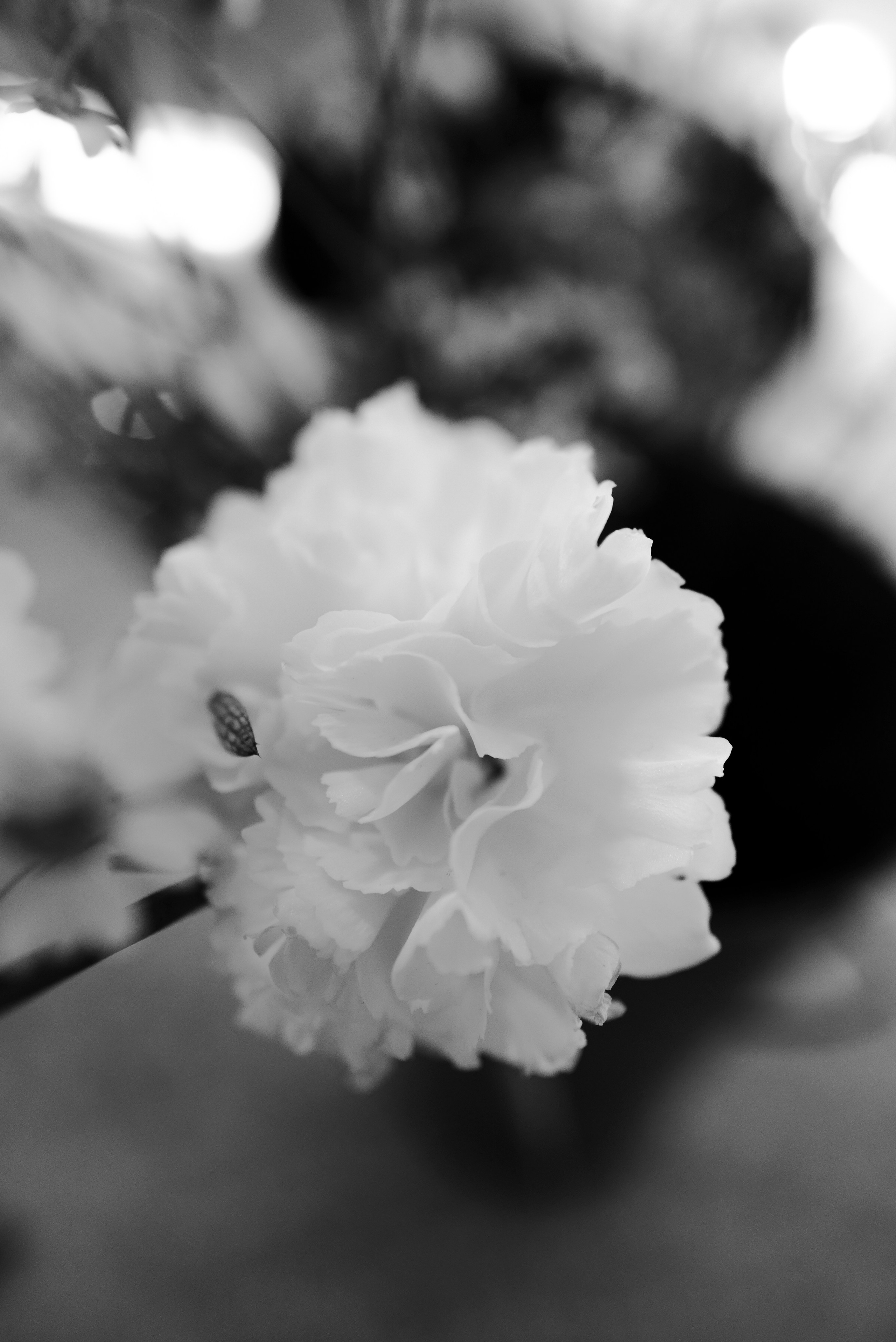 Lu Girls Only. Maxon Magnusson