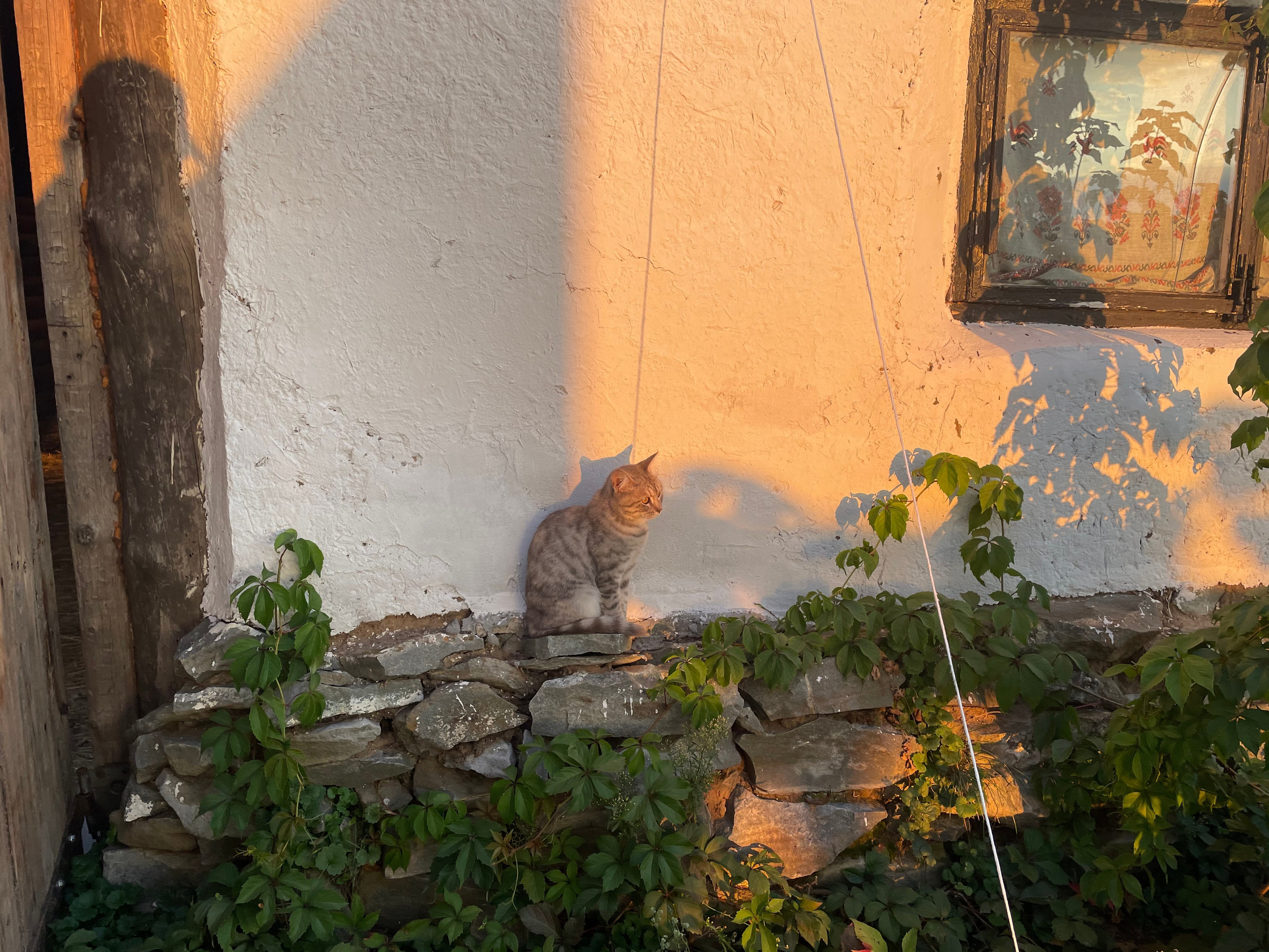 170 100 Кошка. ВИЗУАЛЬНЫЕ И ЗВУКОВЫЕ РЕШЕНИЯ ДЛЯ БИЗНЕСА И СЪЁМОК ТЕЛЕТЕЛА