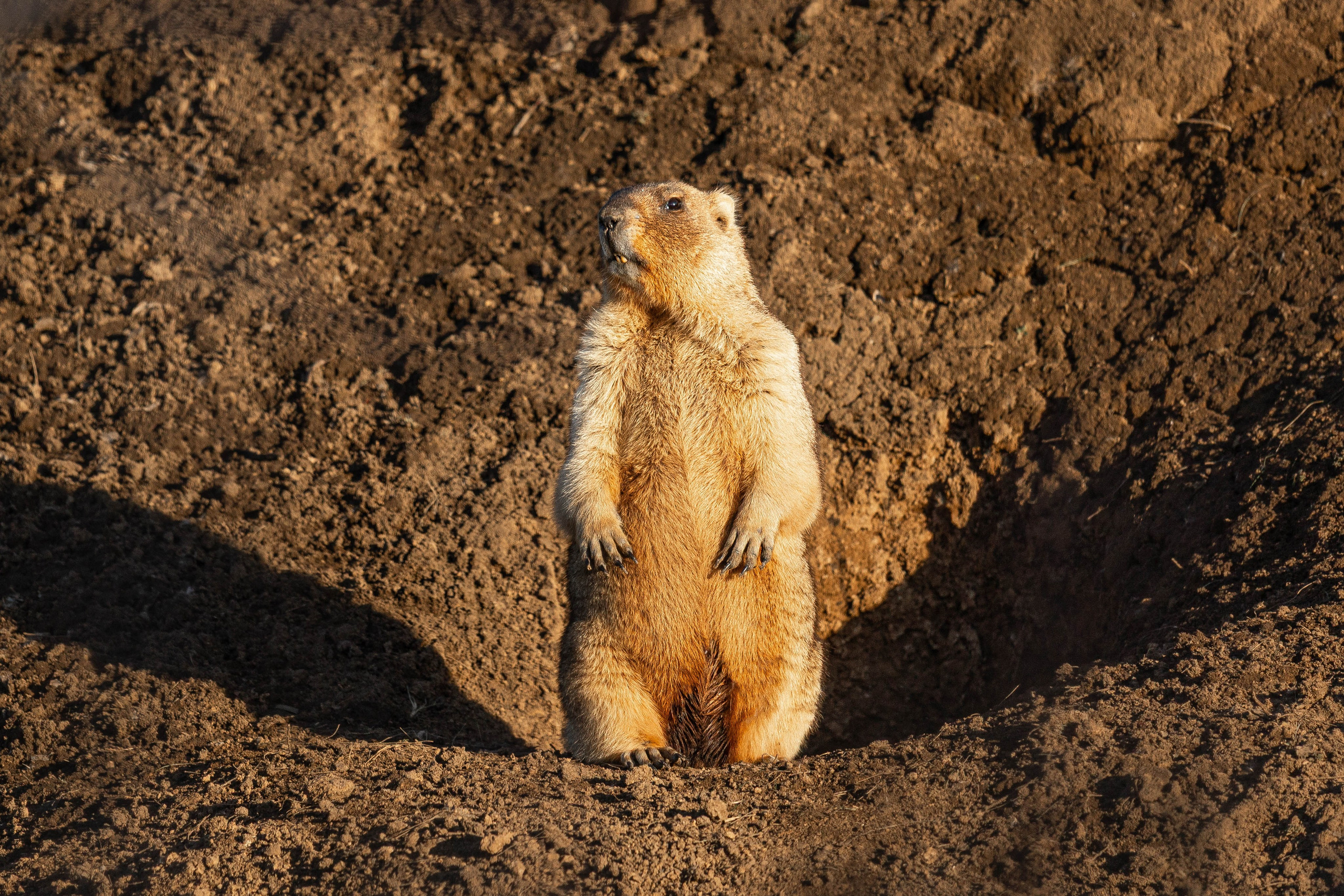 Дикий животный мир. Фотограф-АниМалист Анна Абрамова