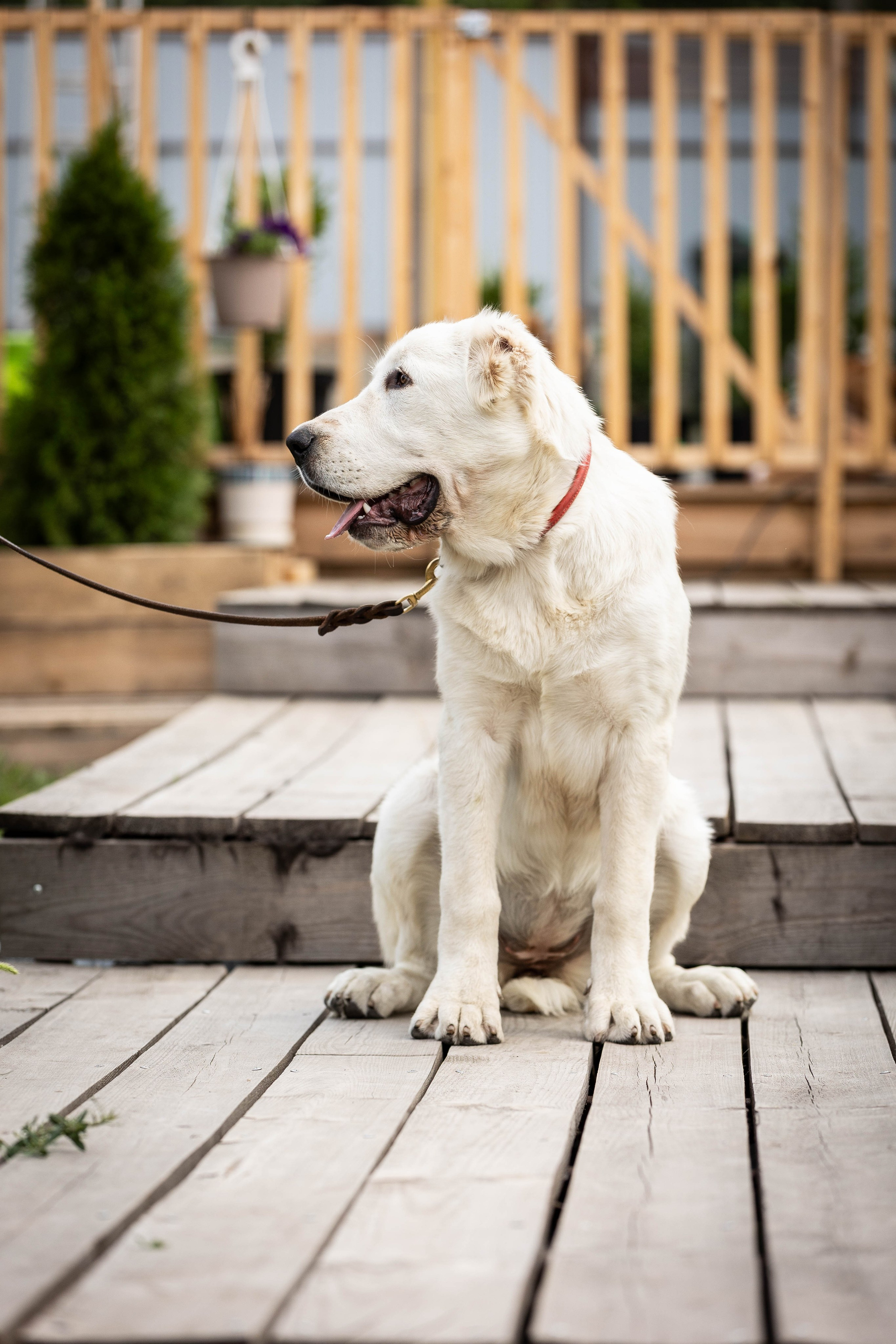 Иншала и Сирена. Фотограф-АниМалист Анна Абрамова