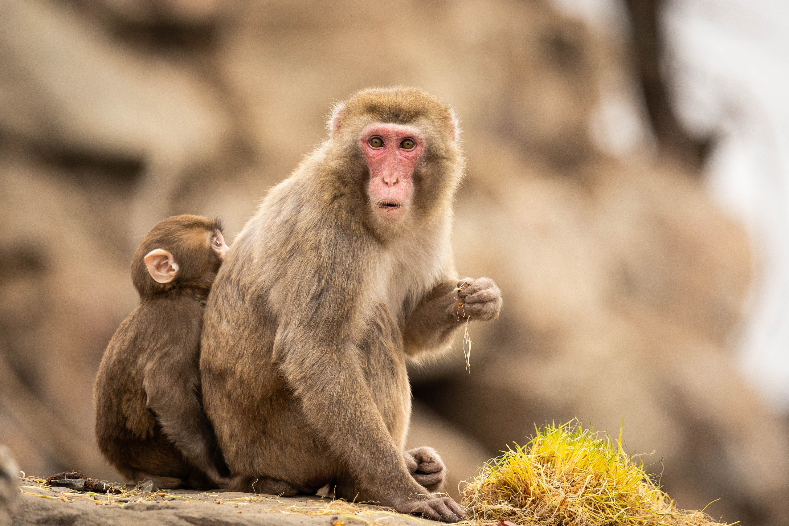 Парк Малинки 2026. Фотограф-АниМалист Анна Абрамова