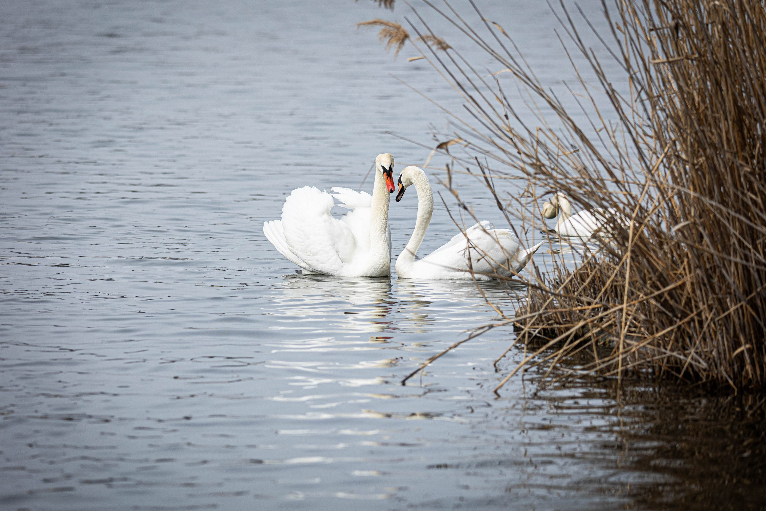 Парк Малинки 2026. Фотограф-АниМалист Анна Абрамова