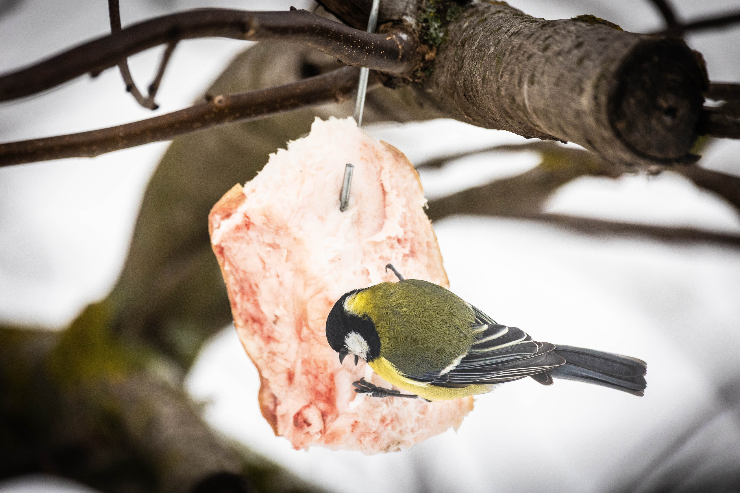 Дикий животный мир. Фотограф-АниМалист Анна Абрамова
