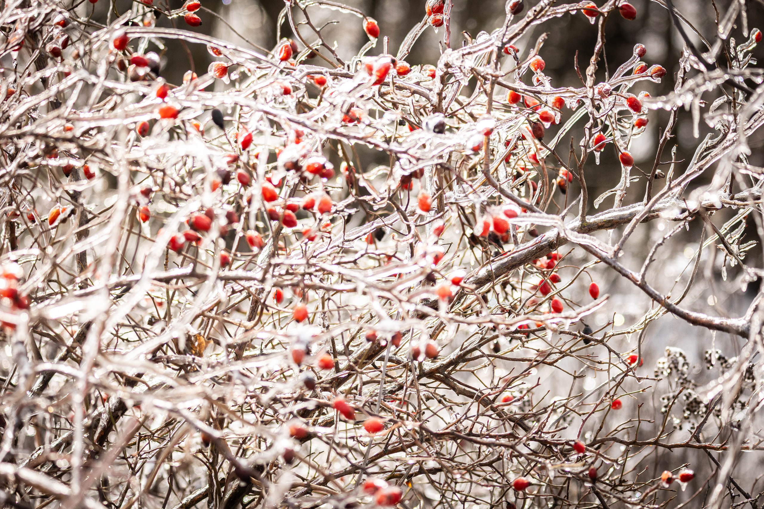 Дикий животный мир. Фотограф-АниМалист Анна Абрамова