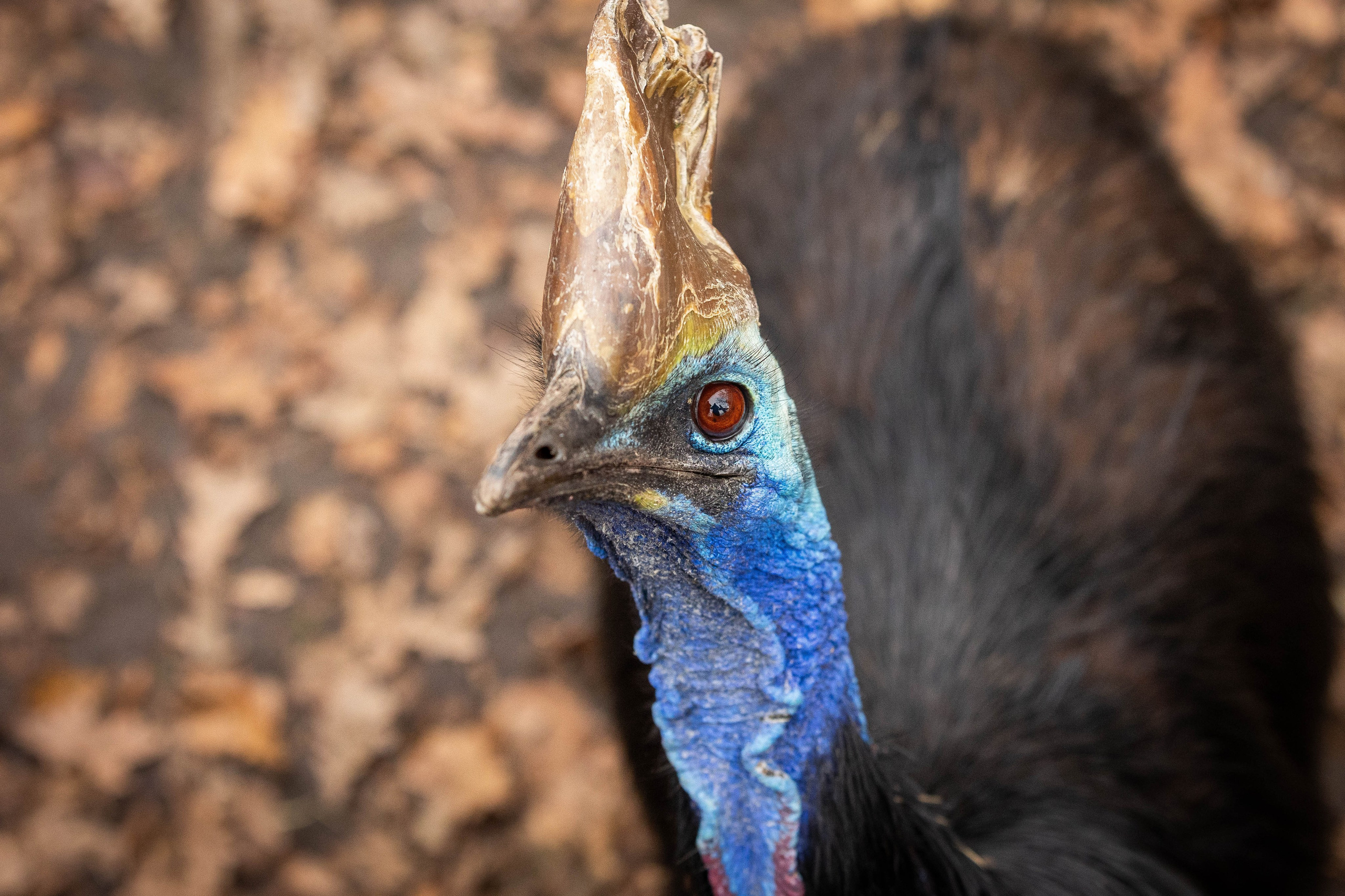 Зоопарк Малинки. Фотограф-АниМалист Анна Абрамова