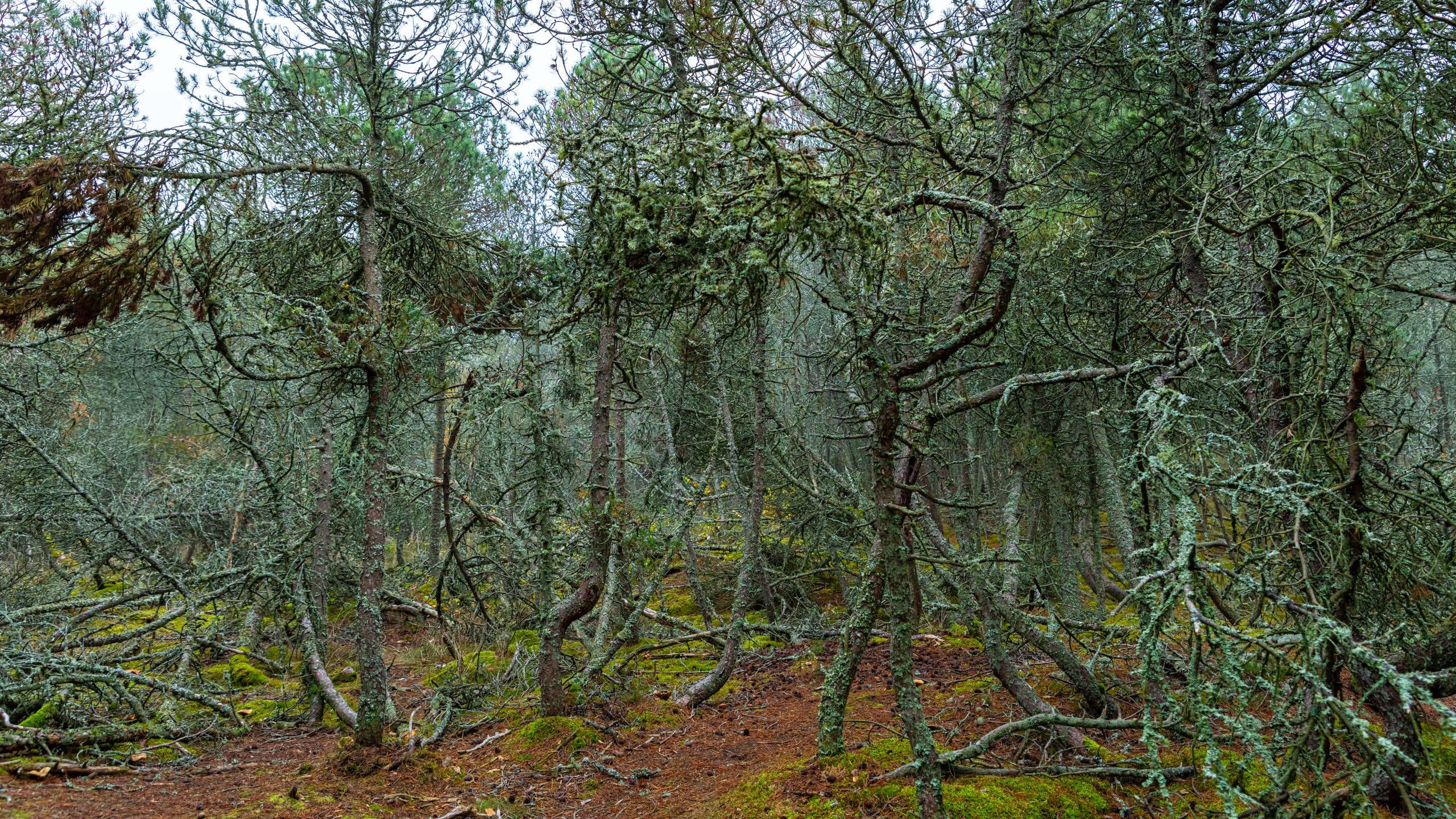 2024 10 Зеленоградск, Светлогорск, Куршская коса. Фотографии