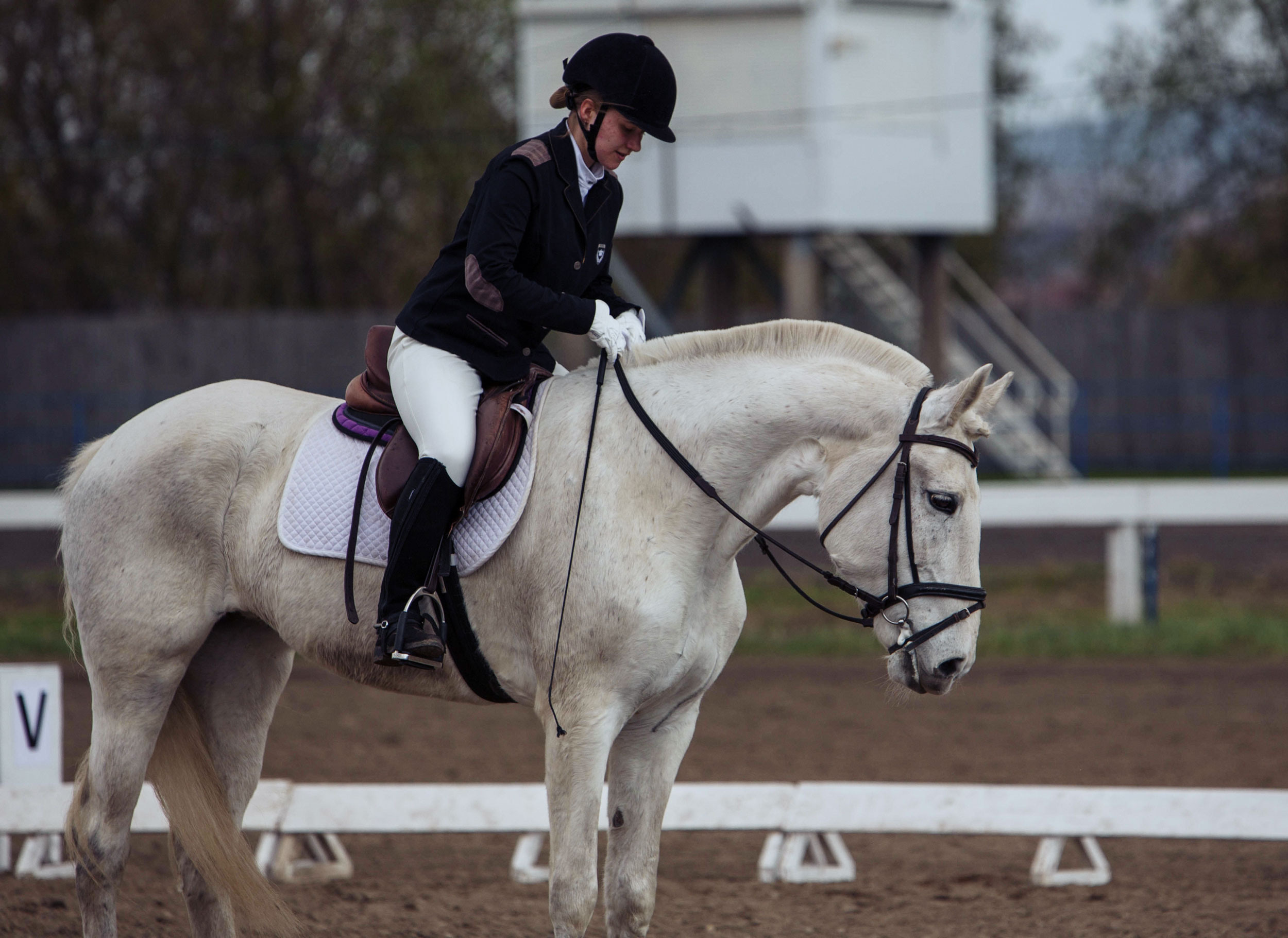 Соревнования 2022. Конный фотограф в Красноярске — Любовь Похабова