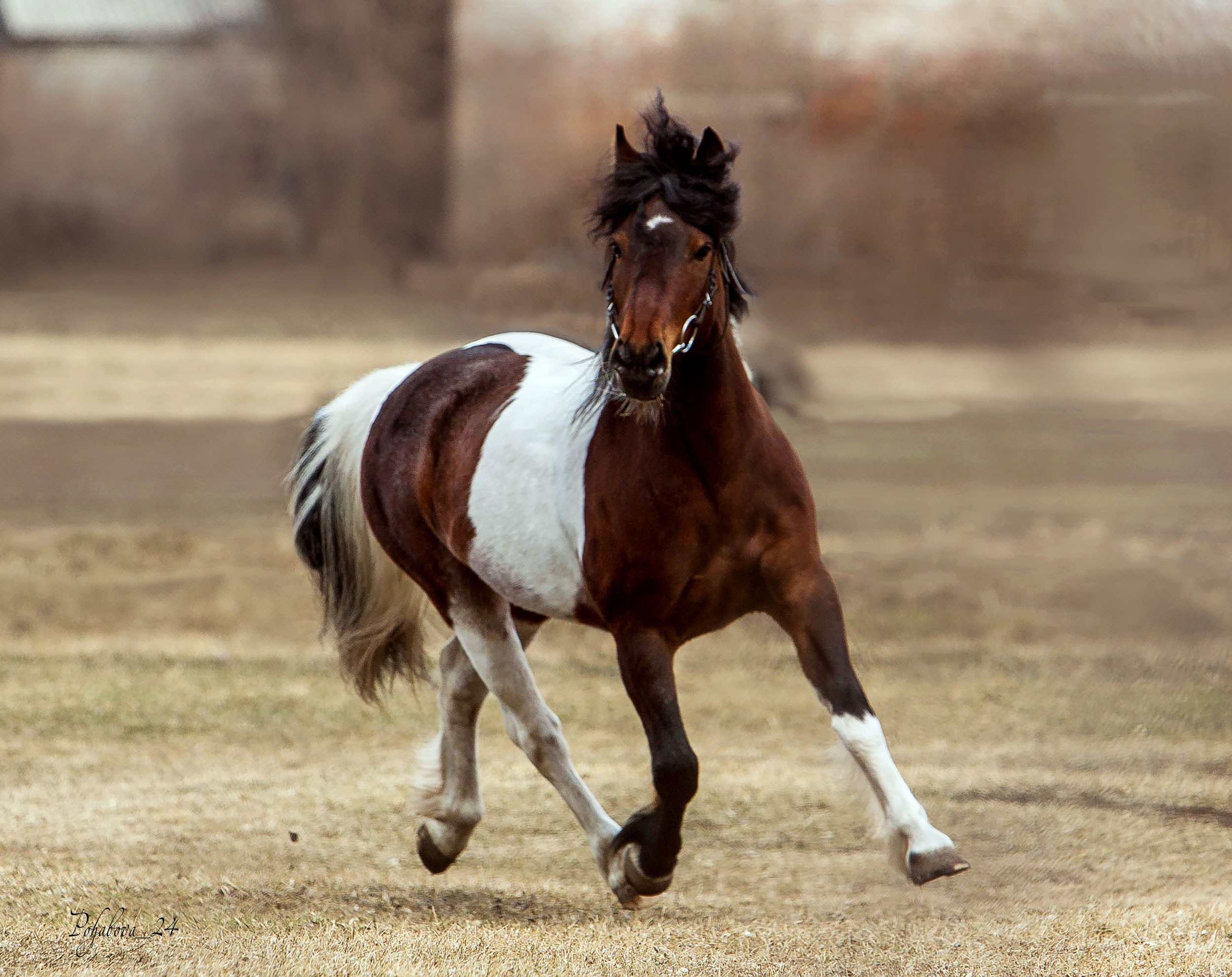 СЪЕМКА ЛОШАДЕЙ. Конный фотограф в Красноярске — Любовь Похабова