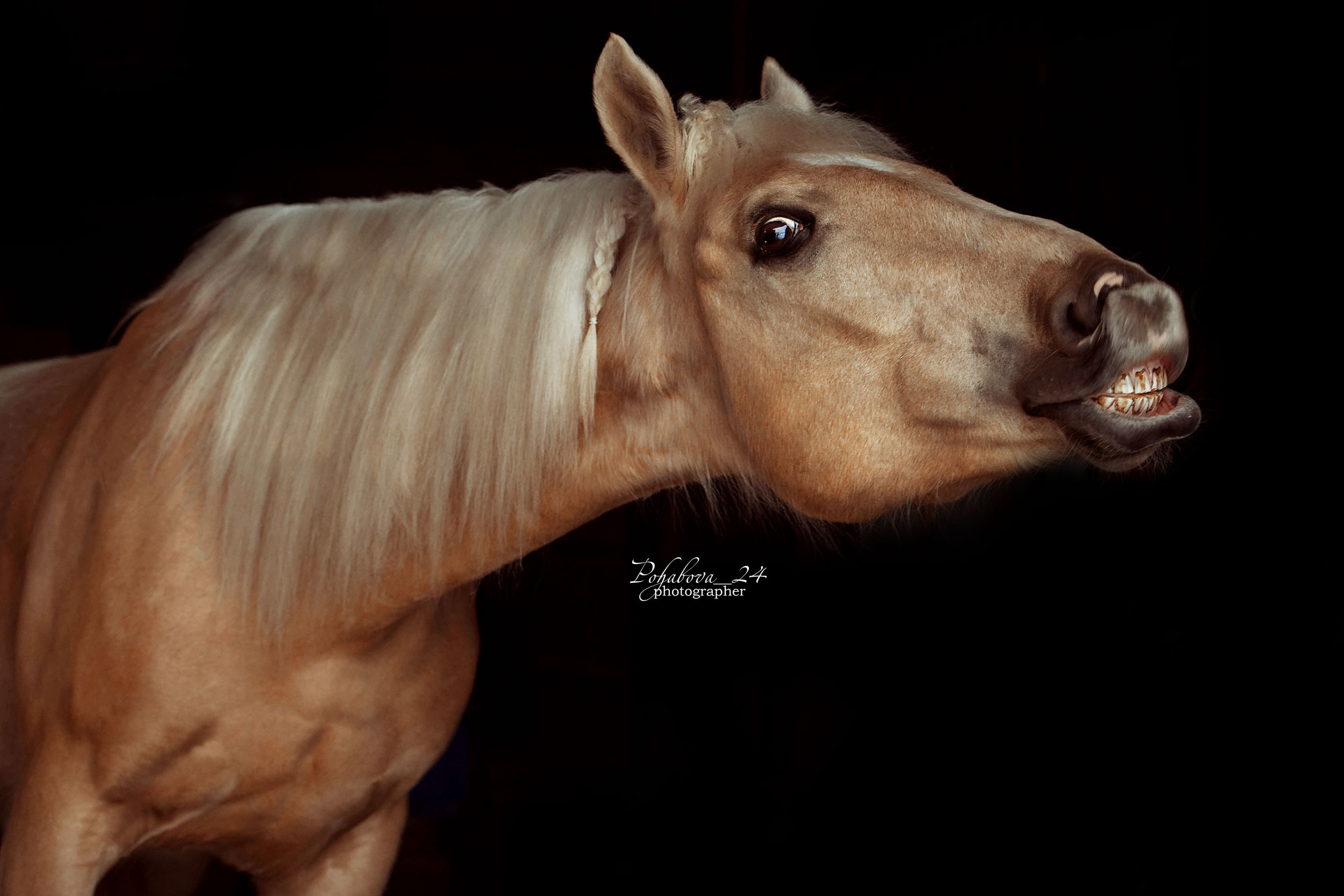 СЪЕМКА ЛОШАДЕЙ. Конный фотограф в Красноярске — Любовь Похабова