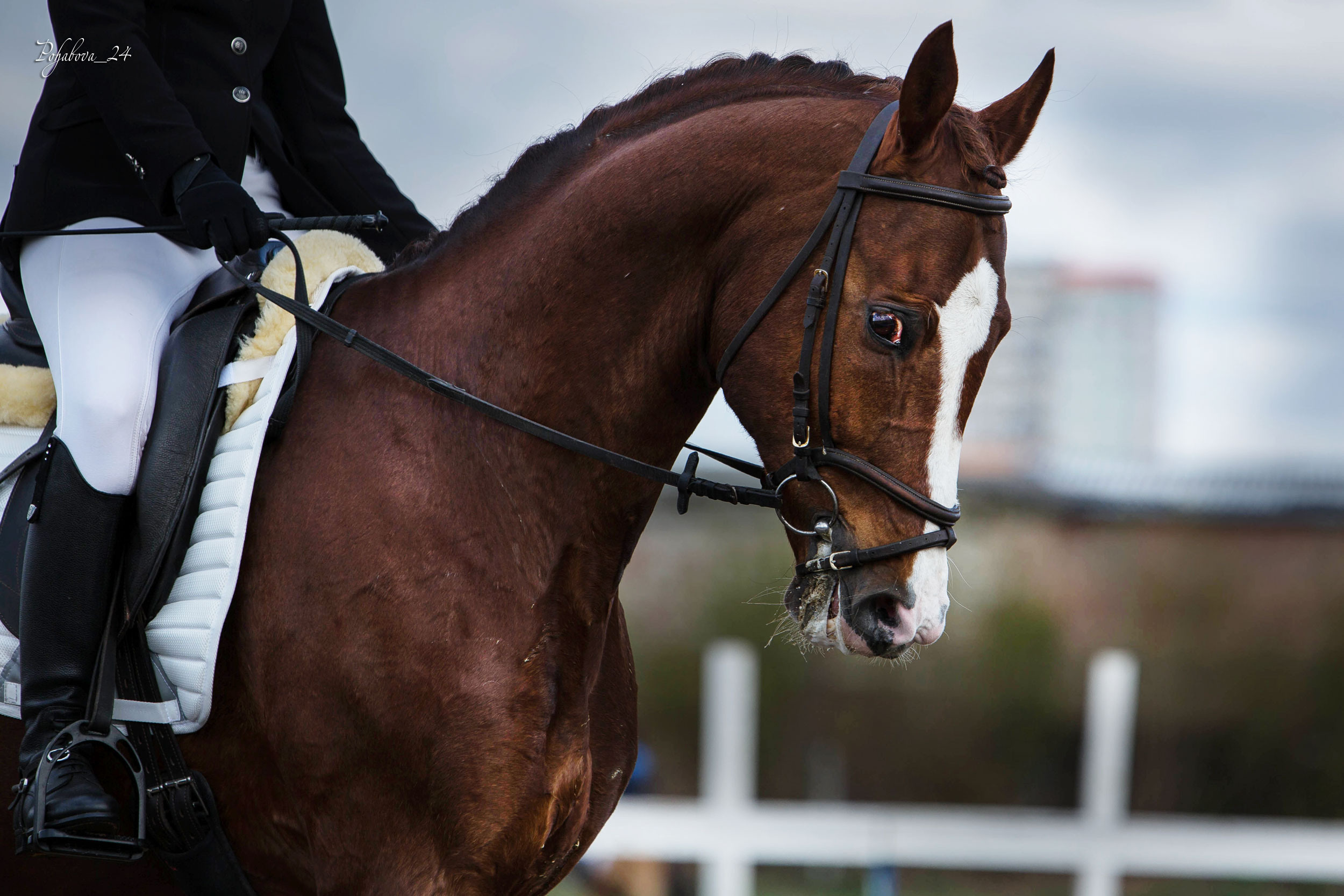 Соревнования 2022. Конный фотограф в Красноярске — Любовь Похабова