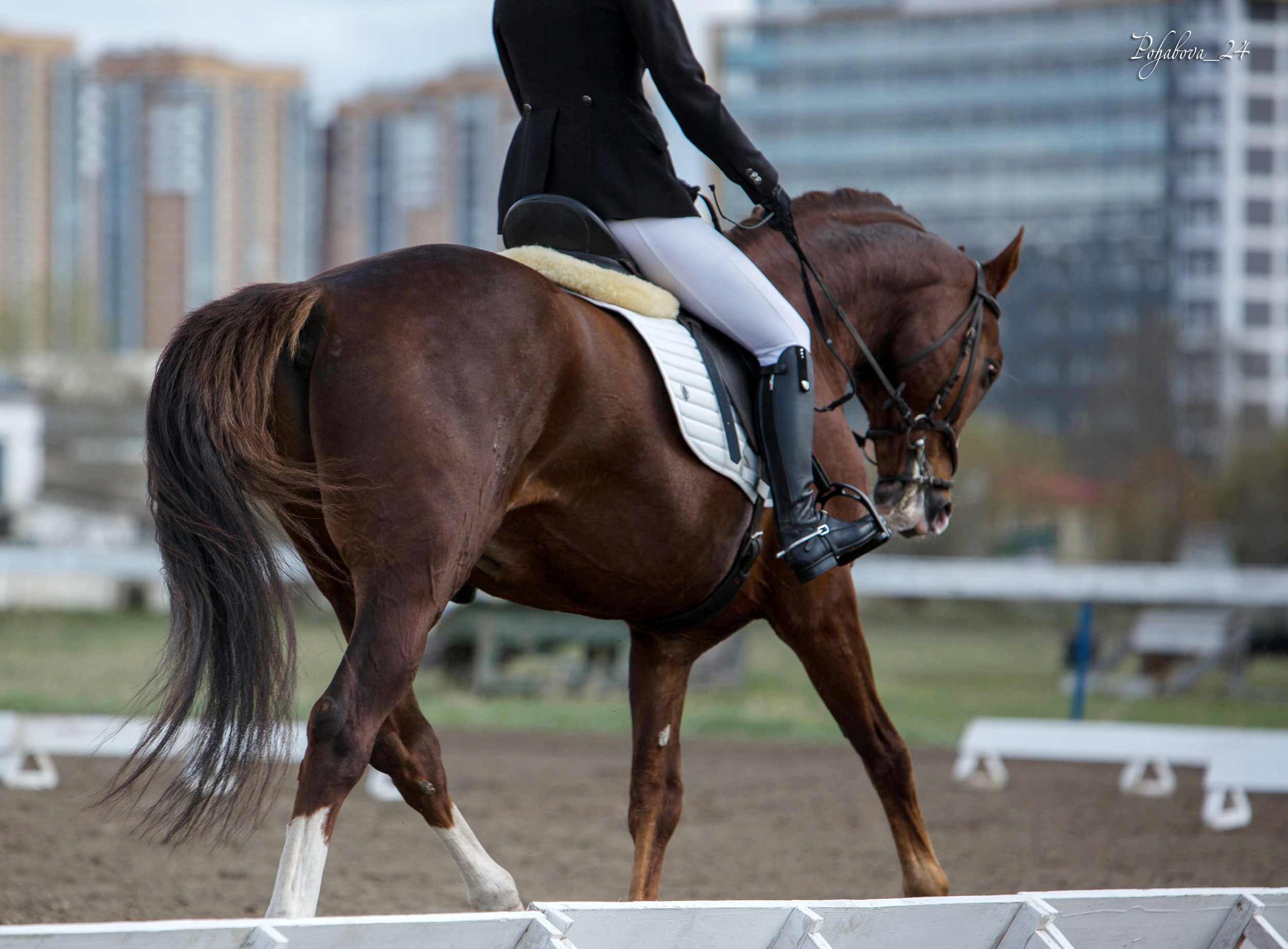 Соревнования 2022. Конный фотограф в Красноярске — Любовь Похабова