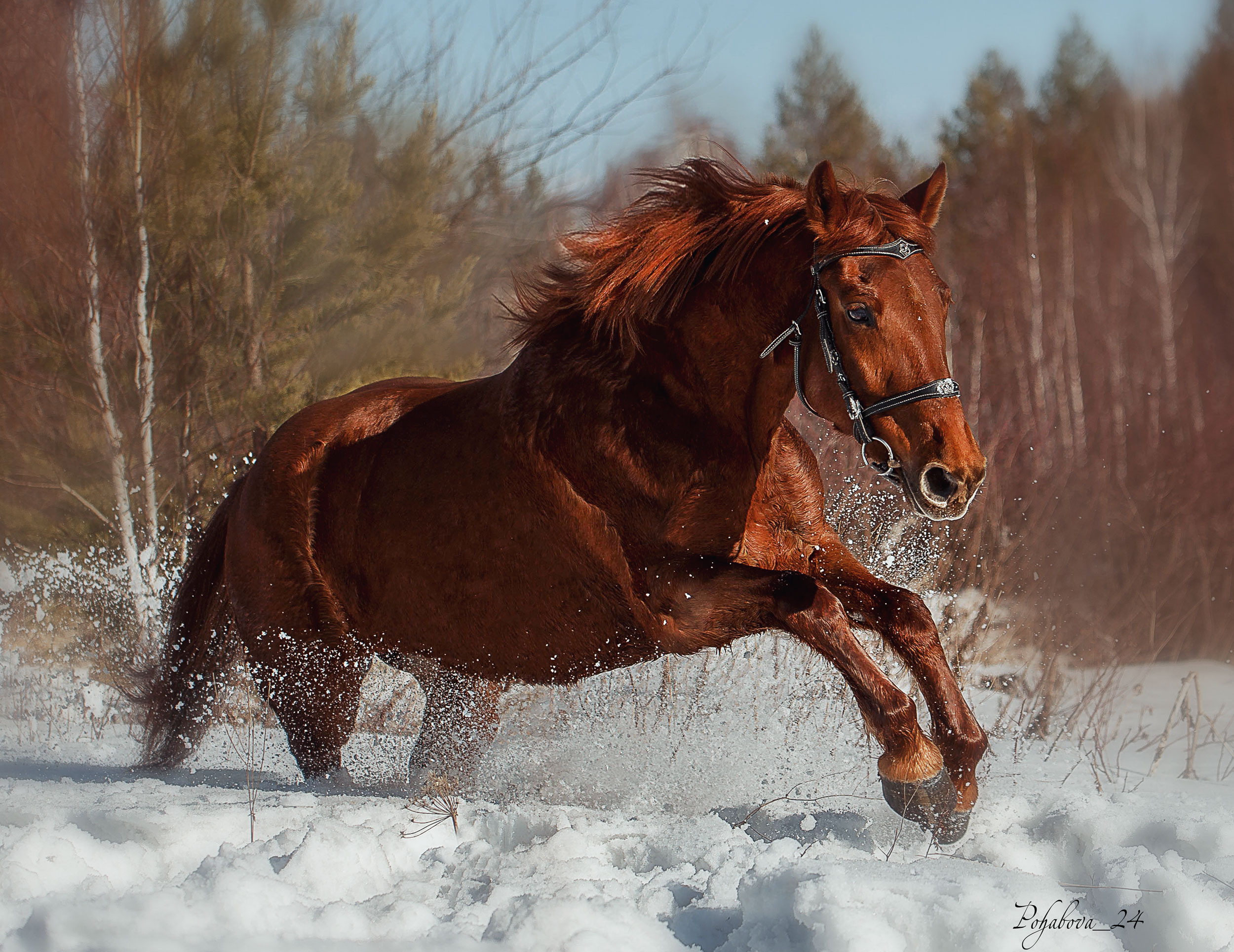 Лошади зимой. Конный фотограф в Красноярске — Любовь Похабова