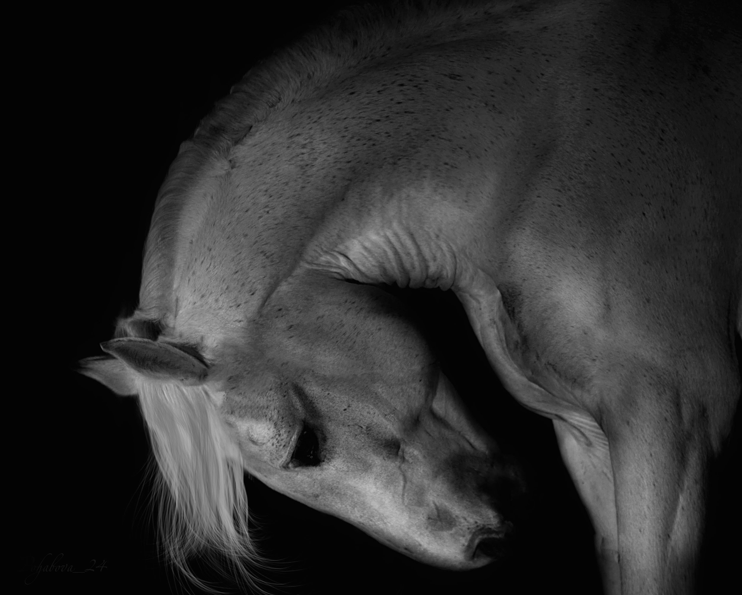 СЪЕМКА ЛОШАДЕЙ. Конный фотограф в Красноярске — Любовь Похабова