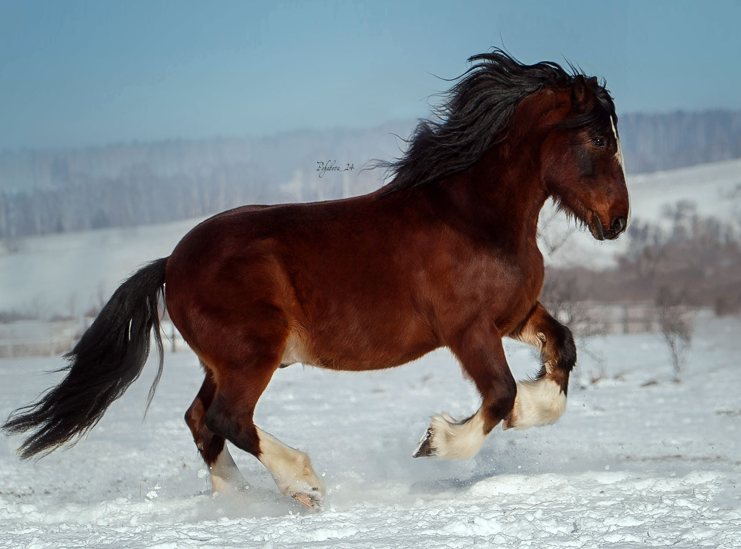 Лошади зимой. Конный фотограф в Красноярске — Любовь Похабова