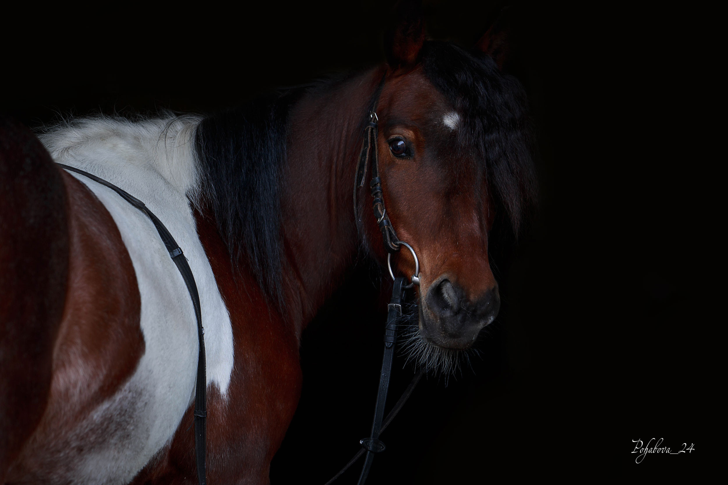 СЪЕМКА ЛОШАДЕЙ. Конный фотограф в Красноярске — Любовь Похабова