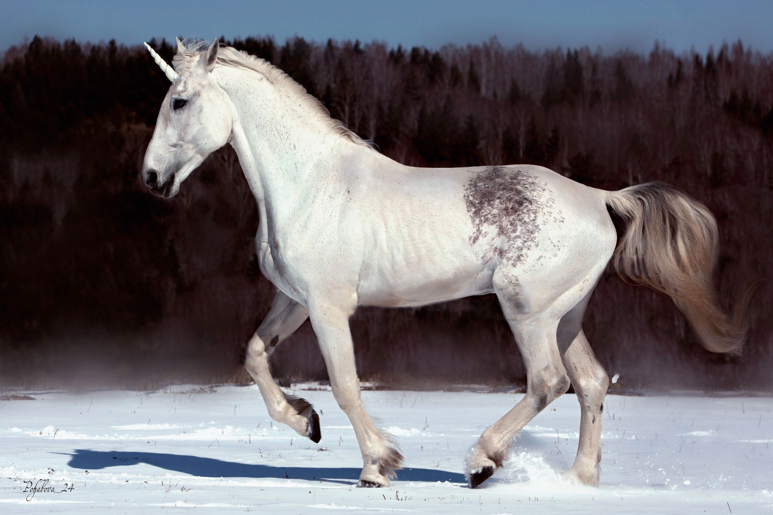 СЪЕМКА ЛОШАДЕЙ. Конный фотограф в Красноярске — Любовь Похабова