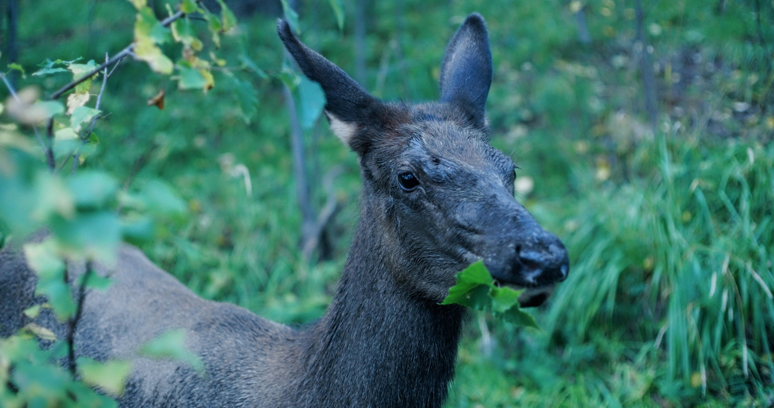 Крепче камня. Василий Буйлов|Vasilii Builov