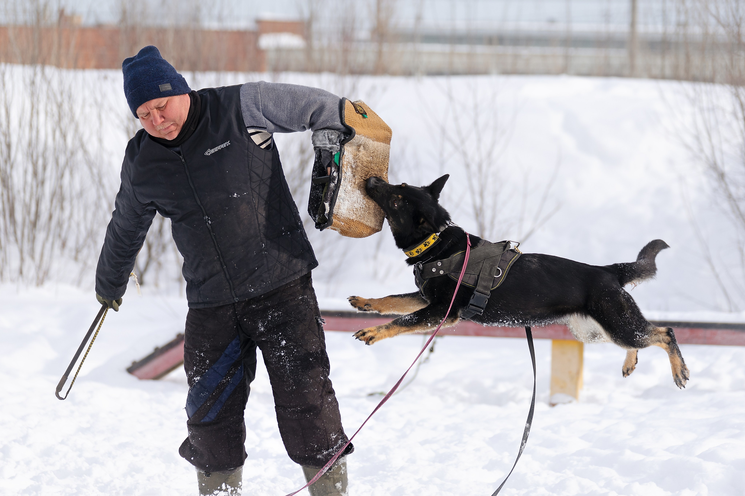 Репортажная съемка. Фотограф-анималист Нижний Новгород