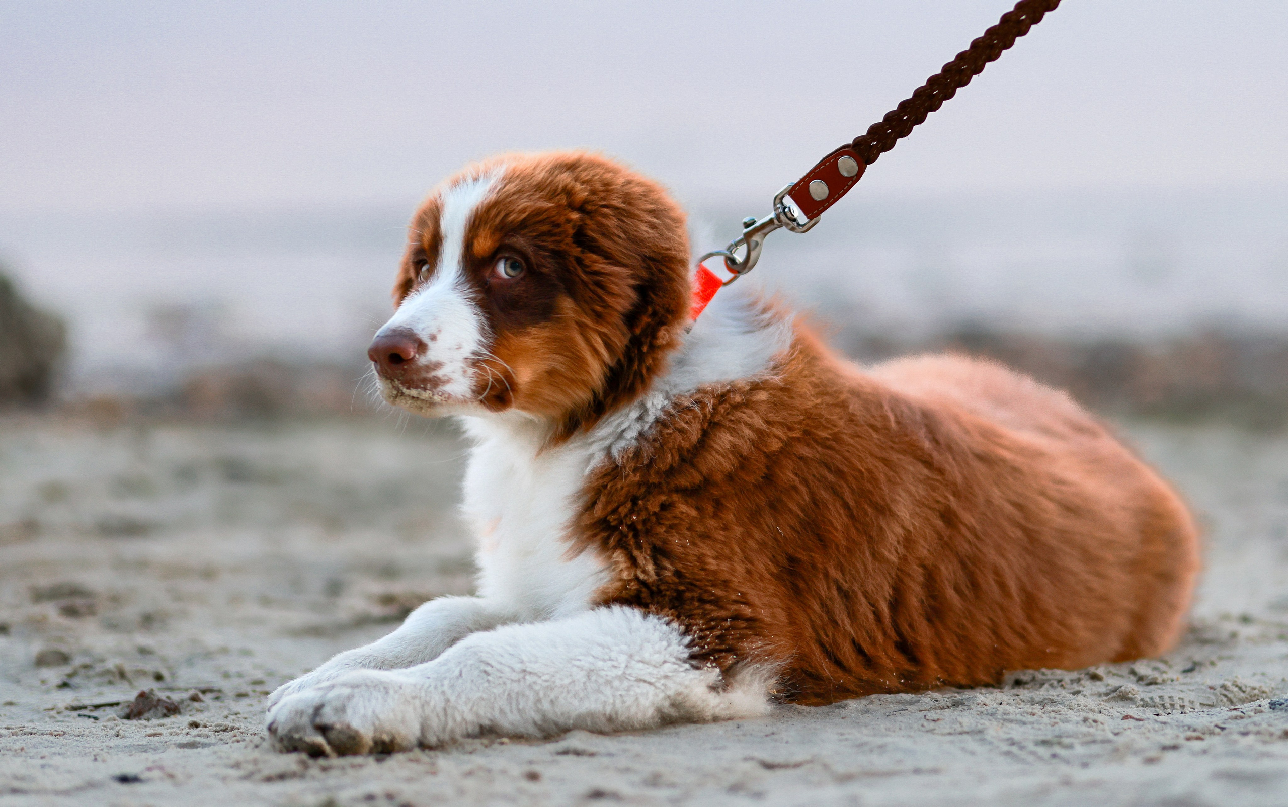 Аусси 1. Фотограф репортажей и стритфотосессий в Москве Людмила Смирнова