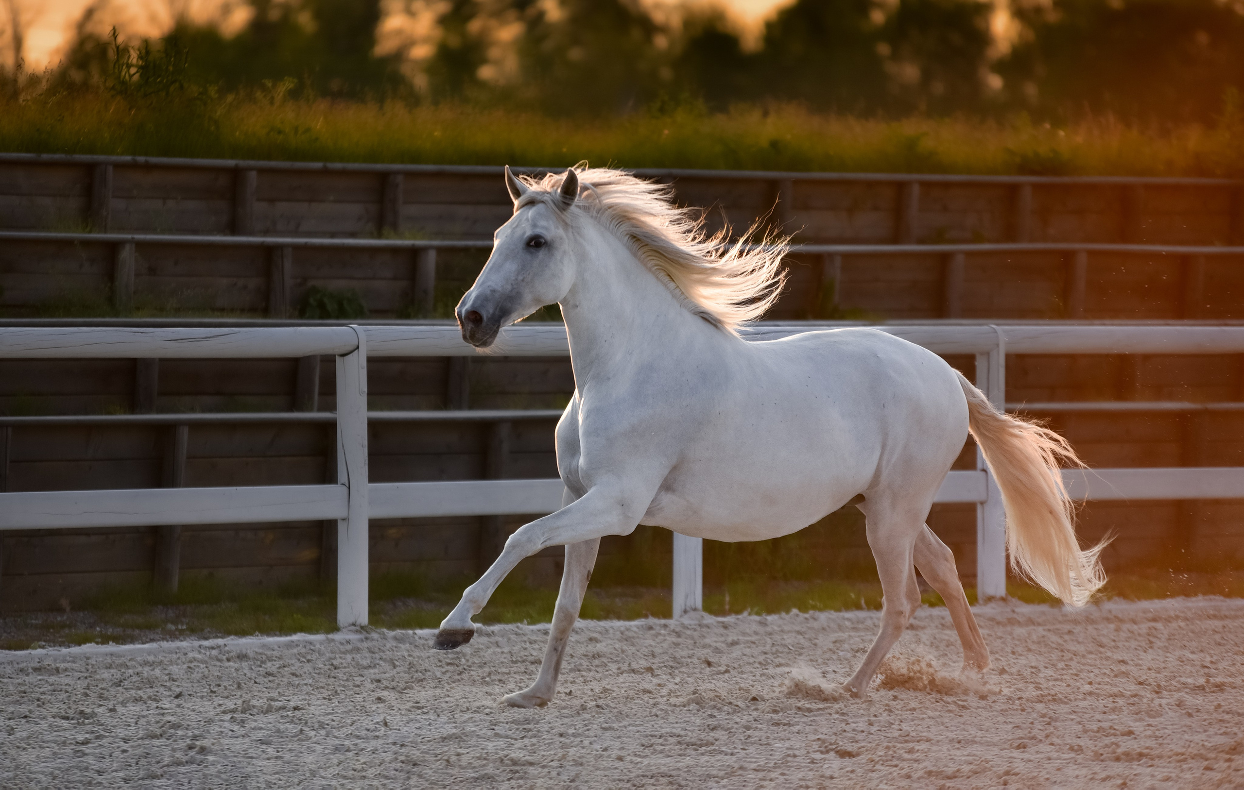 Лошади на свободе, съемка лошадей, экстерьерная съемка, фотосессия