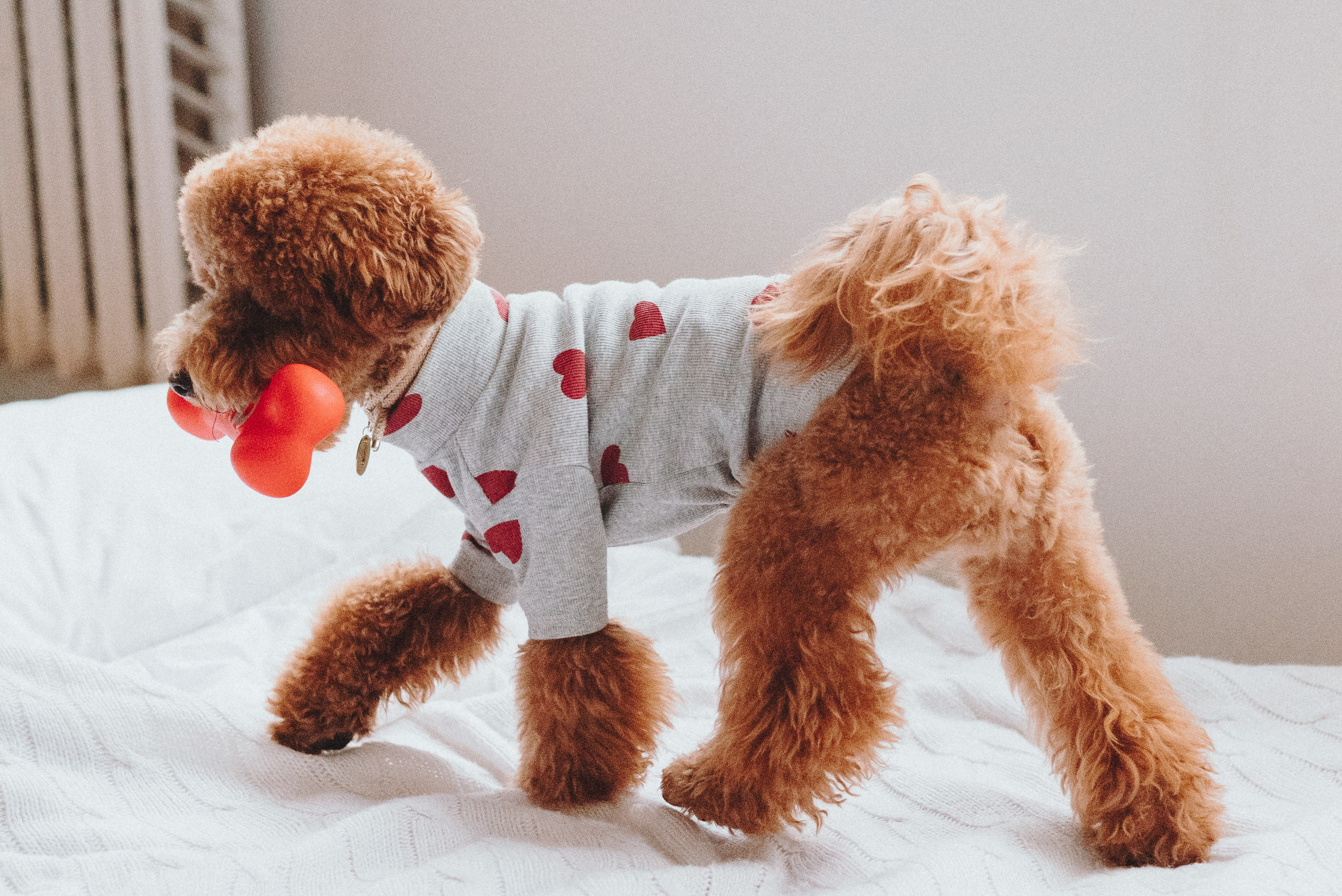 Alena & Marsel. Natalia Finch Photography — Family, Kids & Pet Photographer in Chicago, IL