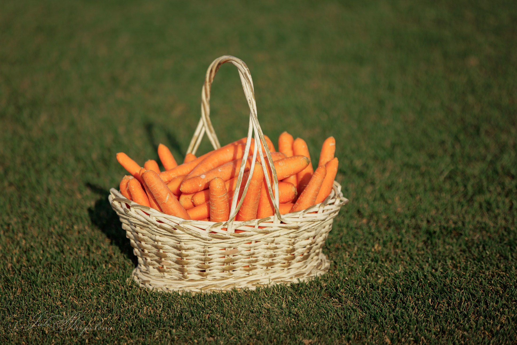 Осенний кубок по конному поло. Детская Конная фотография в Москве Юлия Шепелева