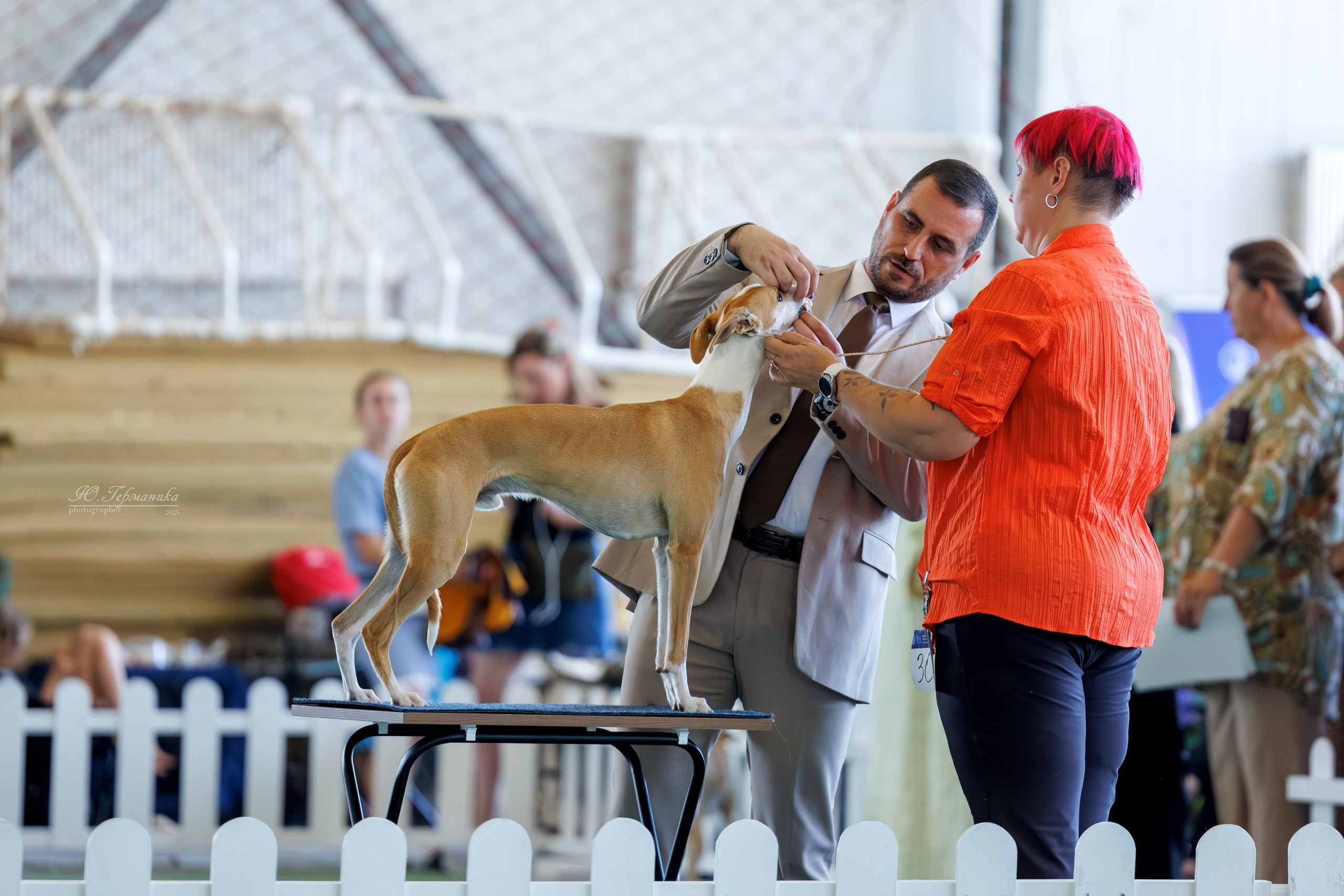 Батуми 3хCACIB 27-29.06.2025. Фотограф-анималист Юлия Германика