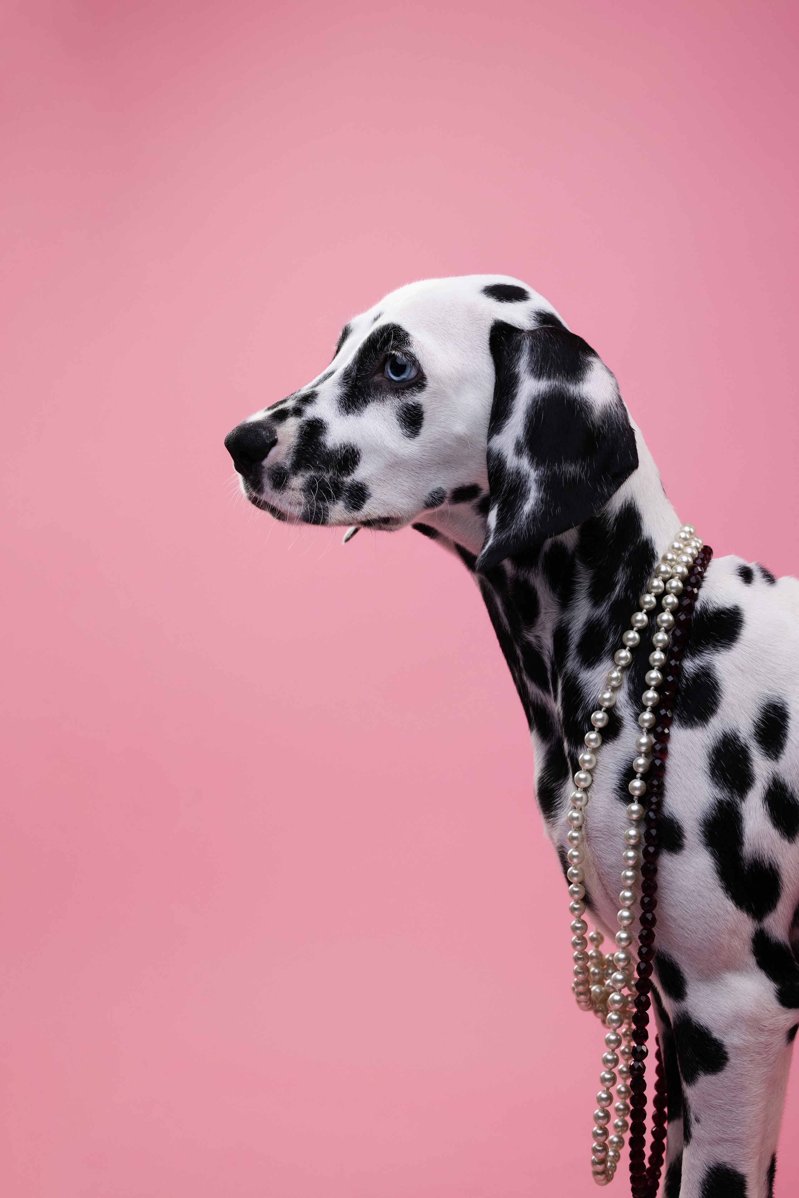 Далматин Одри. Фотограф анималист Осипчикова Мария