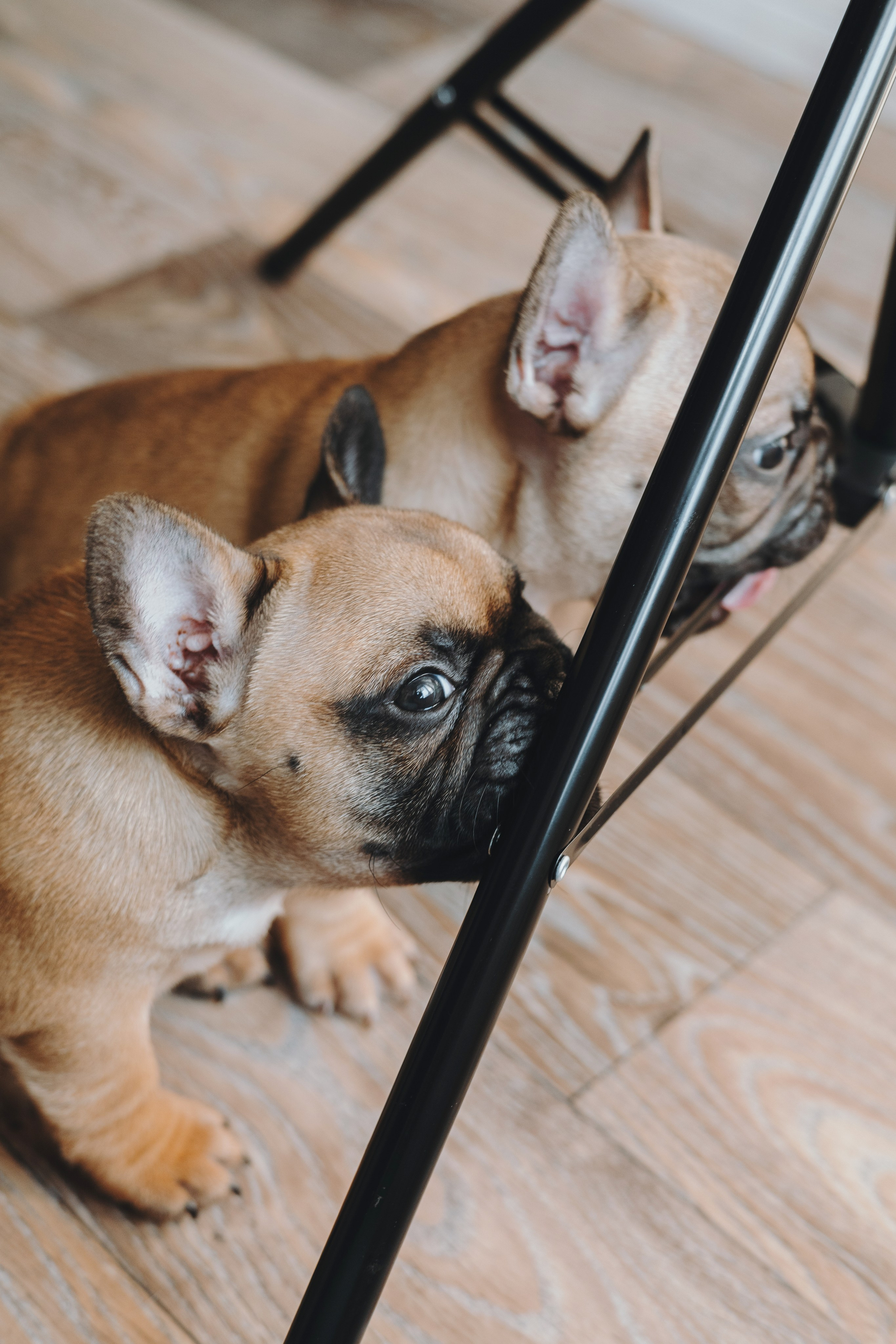 Щеночки. Фотограф — анималист Владивосток, Алина