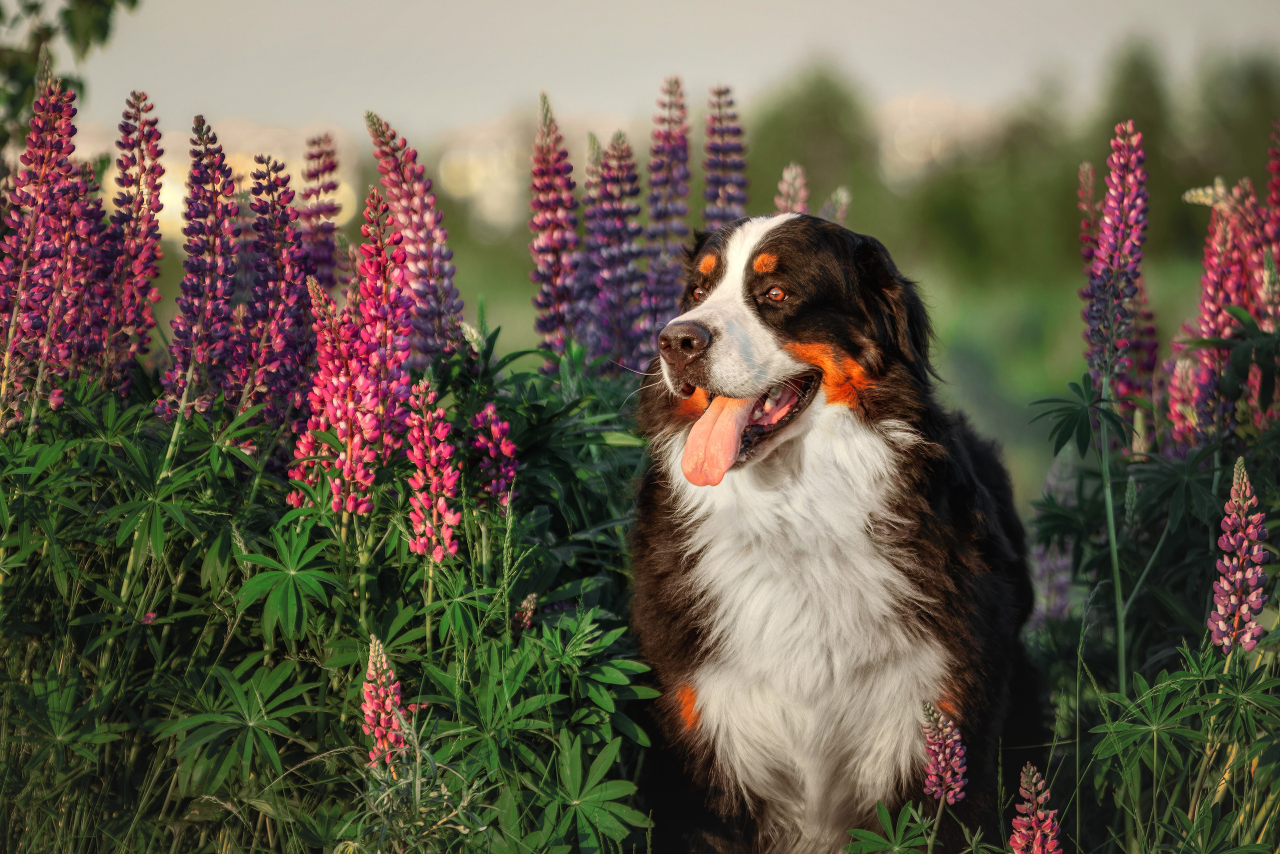 Фотопрогулка в люпинах с Гошей. Фотограф-анималист Юлия Зубкова