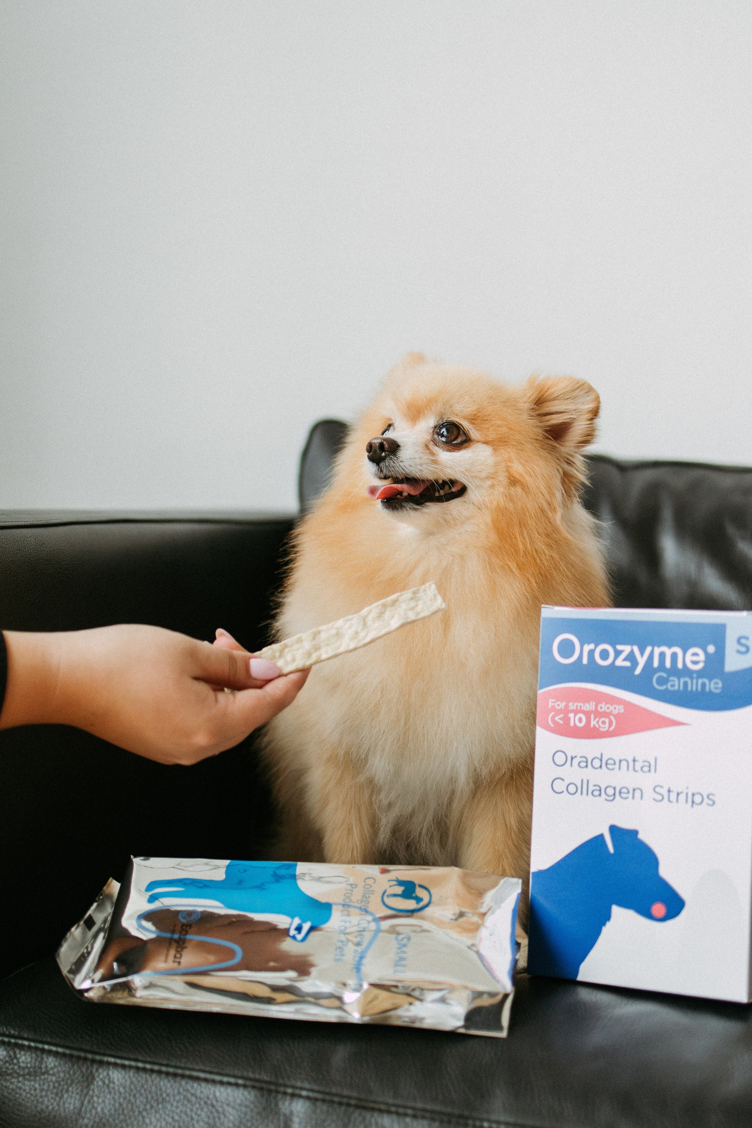 Orozyme&Emmiepet. Фотораф — анималист Мария Шистка