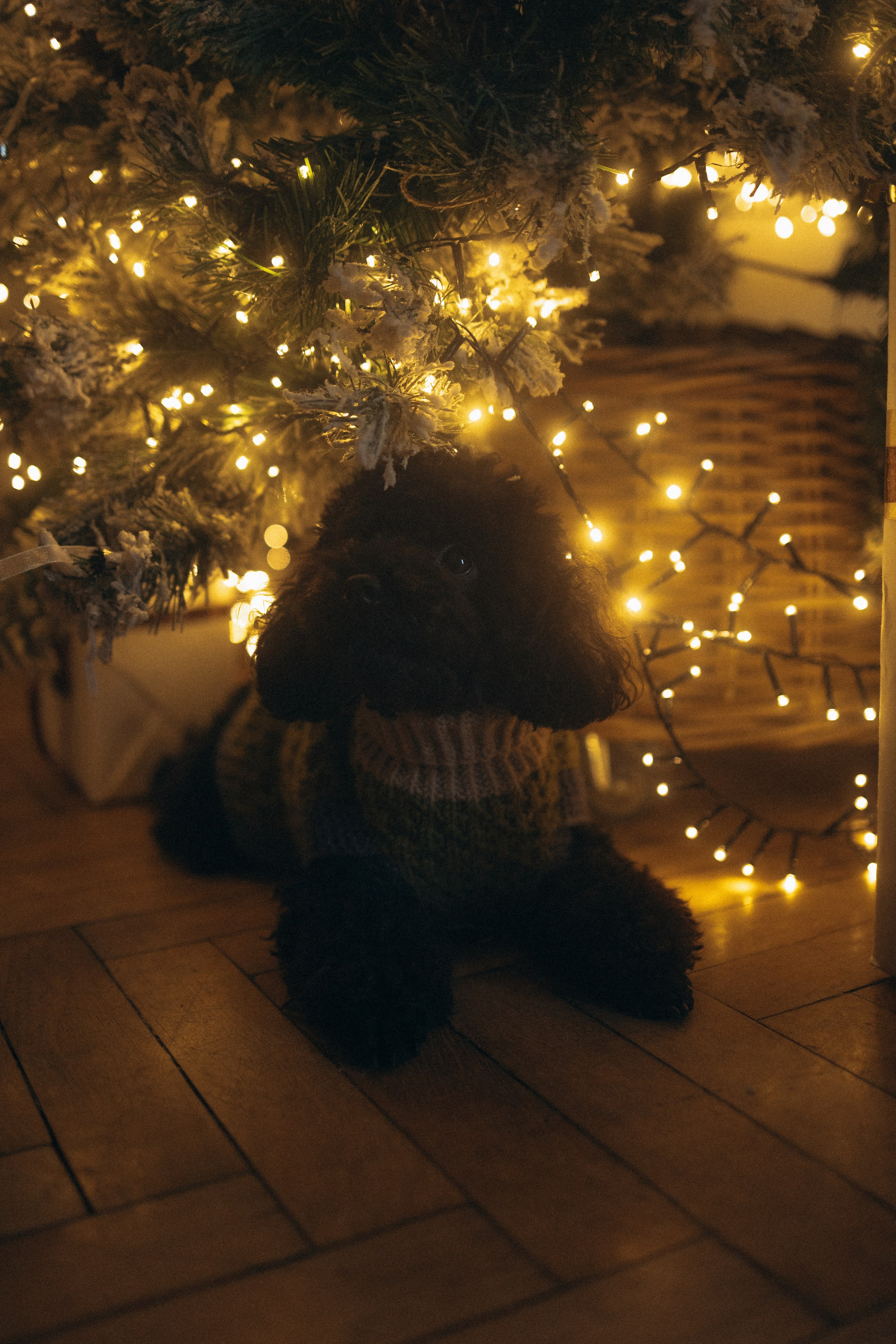 Полина и Мия. Фотораф — анималист Мария Шистка