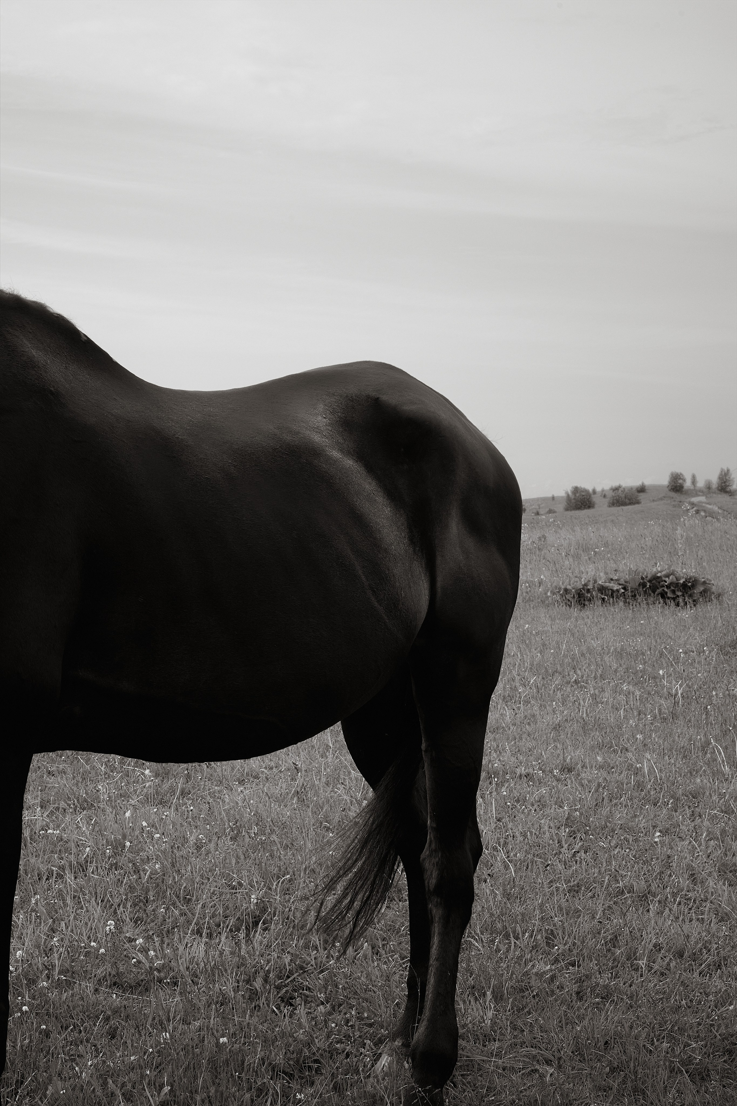The black horse. Фотограф Надежда Куксина